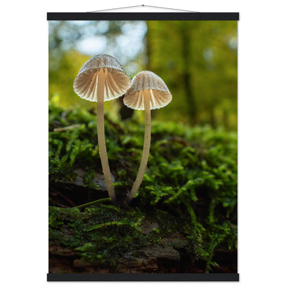 Geschwister: Pilze auf Waldboden - Printree.ch Foto, Fotografie, Makro, Makrofotografie, Martin_Reichenbach, Natur, pilz, wald, Waldgebiet