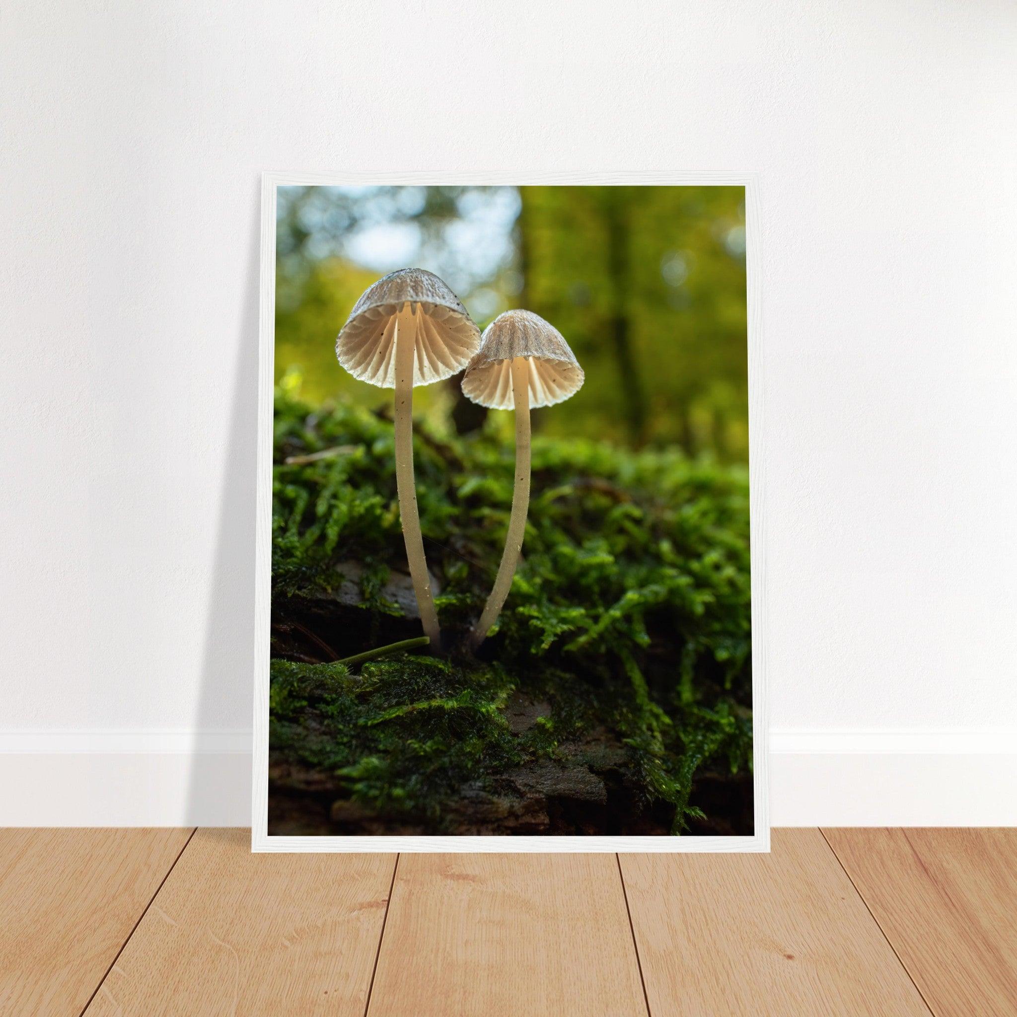 Geschwister: Pilze auf Waldboden - Printree.ch Foto, Fotografie, Makro, Makrofotografie, Martin_Reichenbach, Natur, pilz, wald, Waldgebiet