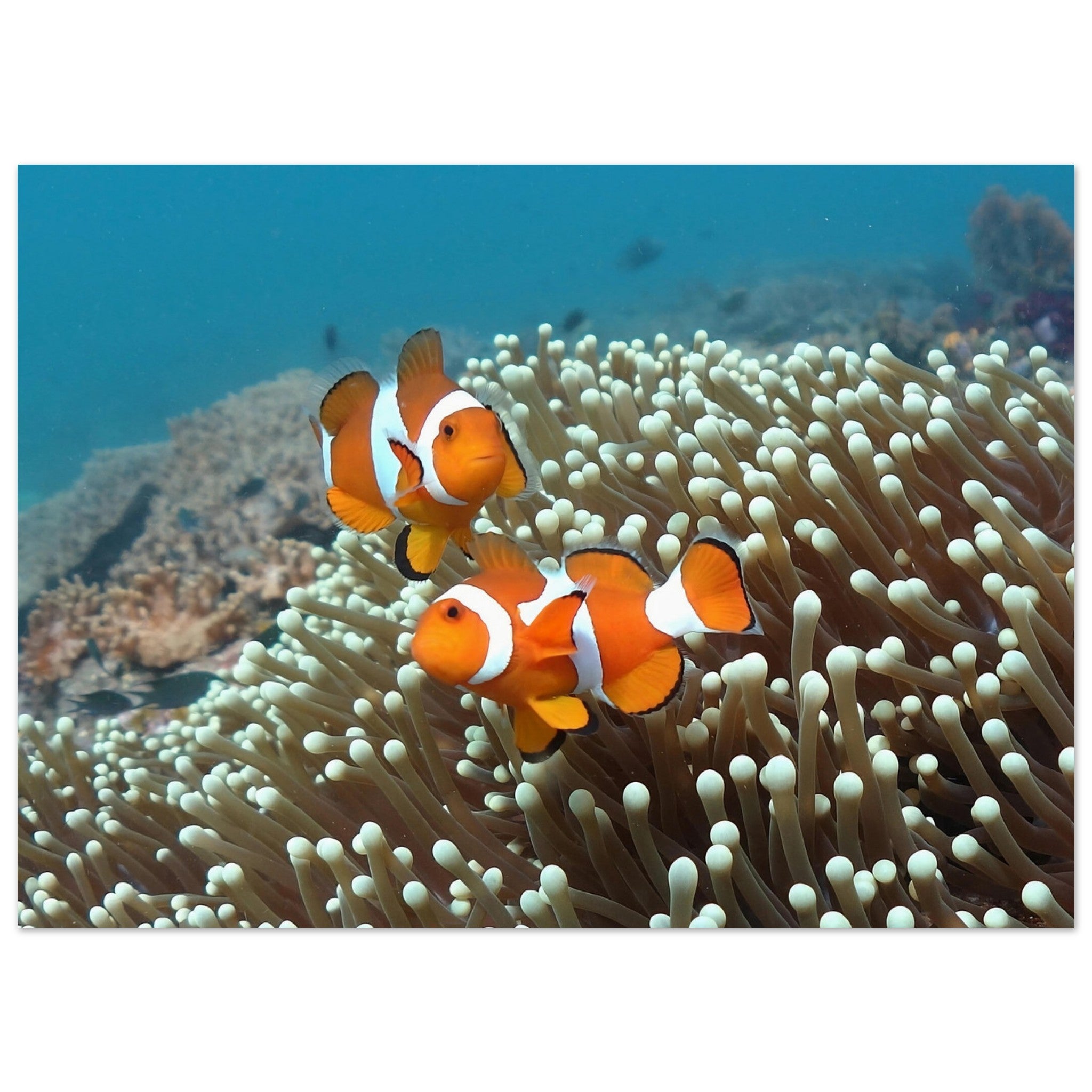 Getanzte Harmonie: Anemonenfische in Raja Ampat - Printree.ch Fisch, Foto, Fotografie, meer, Meereslandschaft, ozean, SABRINA SIGNER, Unterwasserwelt