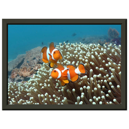 Getanzte Harmonie: Anemonenfische in Raja Ampat - Printree.ch Fisch, Foto, Fotografie, meer, Meereslandschaft, ozean, SABRINA SIGNER, Unterwasserwelt