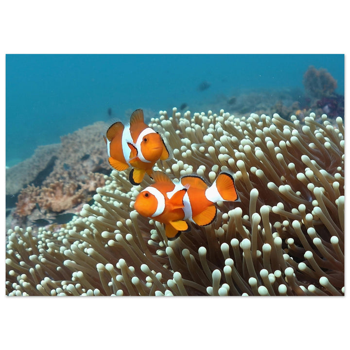 Getanzte Harmonie: Anemonenfische in Raja Ampat - Printree.ch Fisch, Foto, Fotografie, meer, Meereslandschaft, ozean, SABRINA SIGNER, Unterwasserwelt