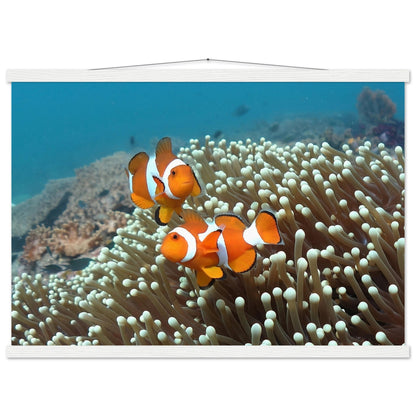 Getanzte Harmonie: Anemonenfische in Raja Ampat - Printree.ch Fisch, Foto, Fotografie, meer, Meereslandschaft, ozean, SABRINA SIGNER, Unterwasserwelt