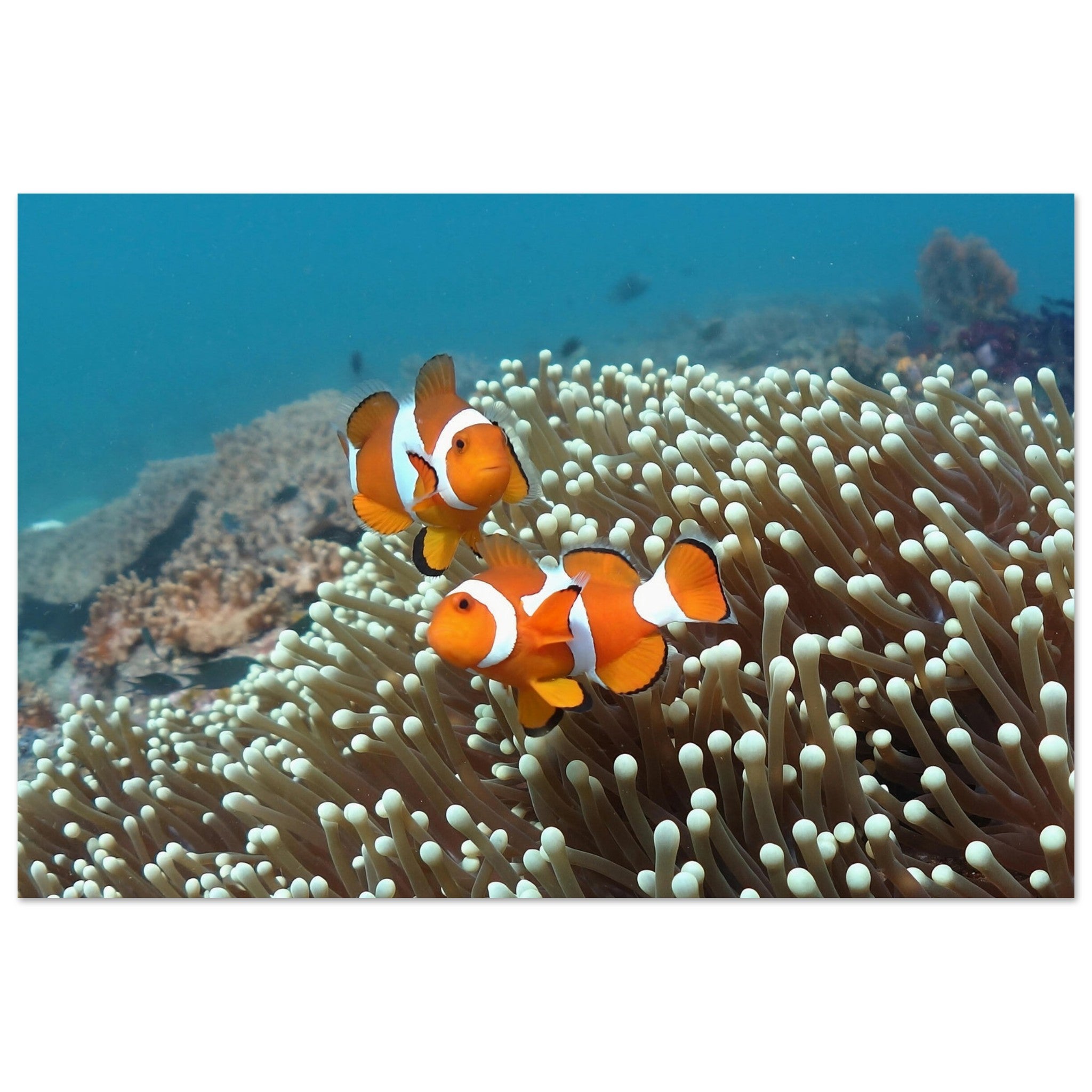 Getanzte Harmonie: Anemonenfische in Raja Ampat - Printree.ch Fisch, Foto, Fotografie, meer, Meereslandschaft, ozean, SABRINA SIGNER, Unterwasserwelt