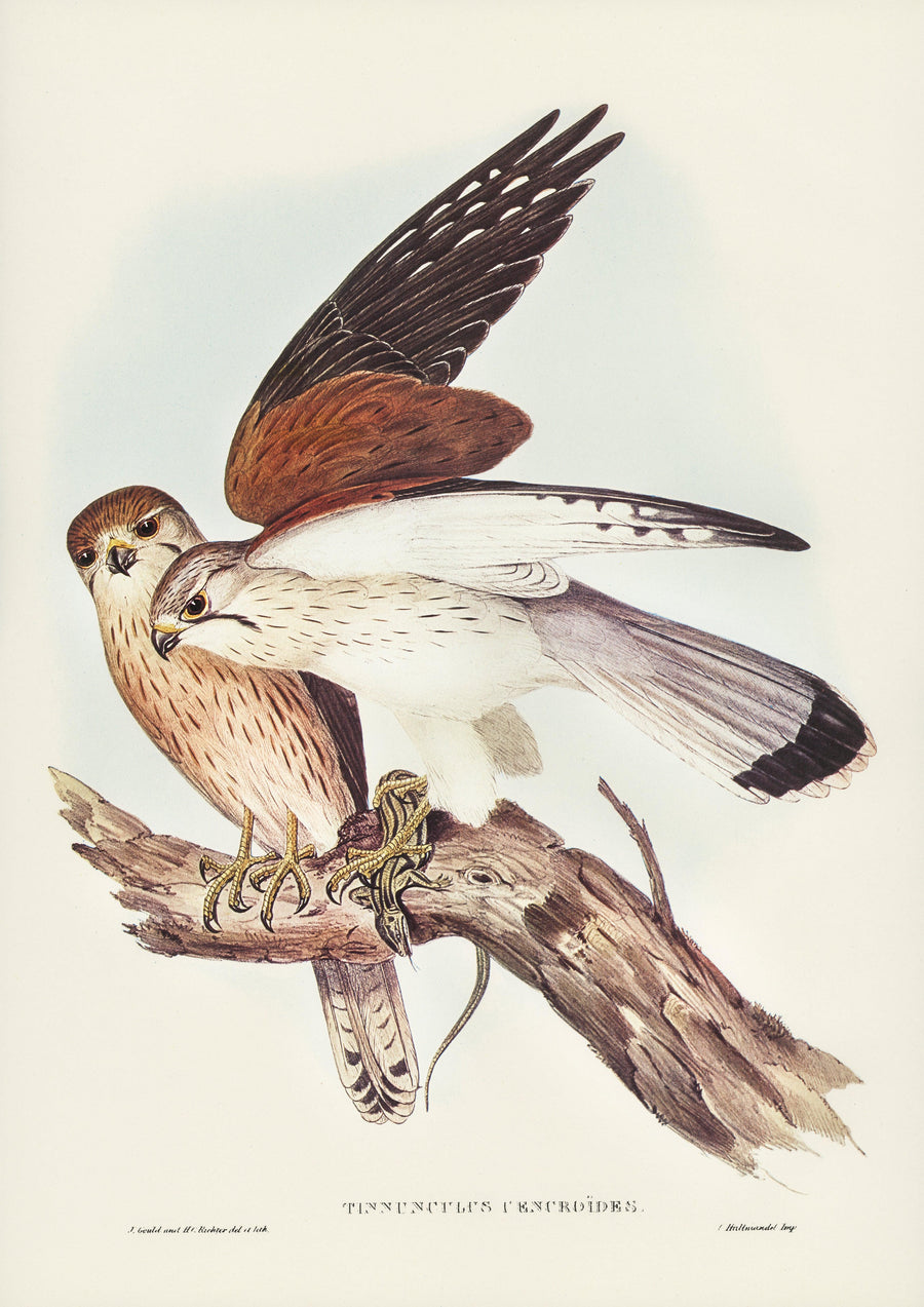 Graubartfalke - Printree.ch farbenfroh, handgezeichnet, john gould, Ornithologie, Poster, Singvogel, vintage, Vogel
