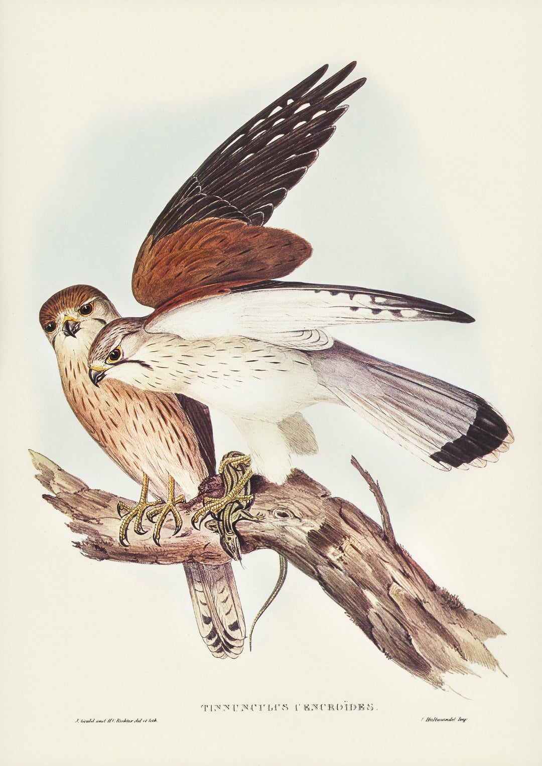 Graubartfalke - Printree.ch farbenfroh, handgezeichnet, john gould, Ornithologie, Poster, Singvogel, vintage, Vogel