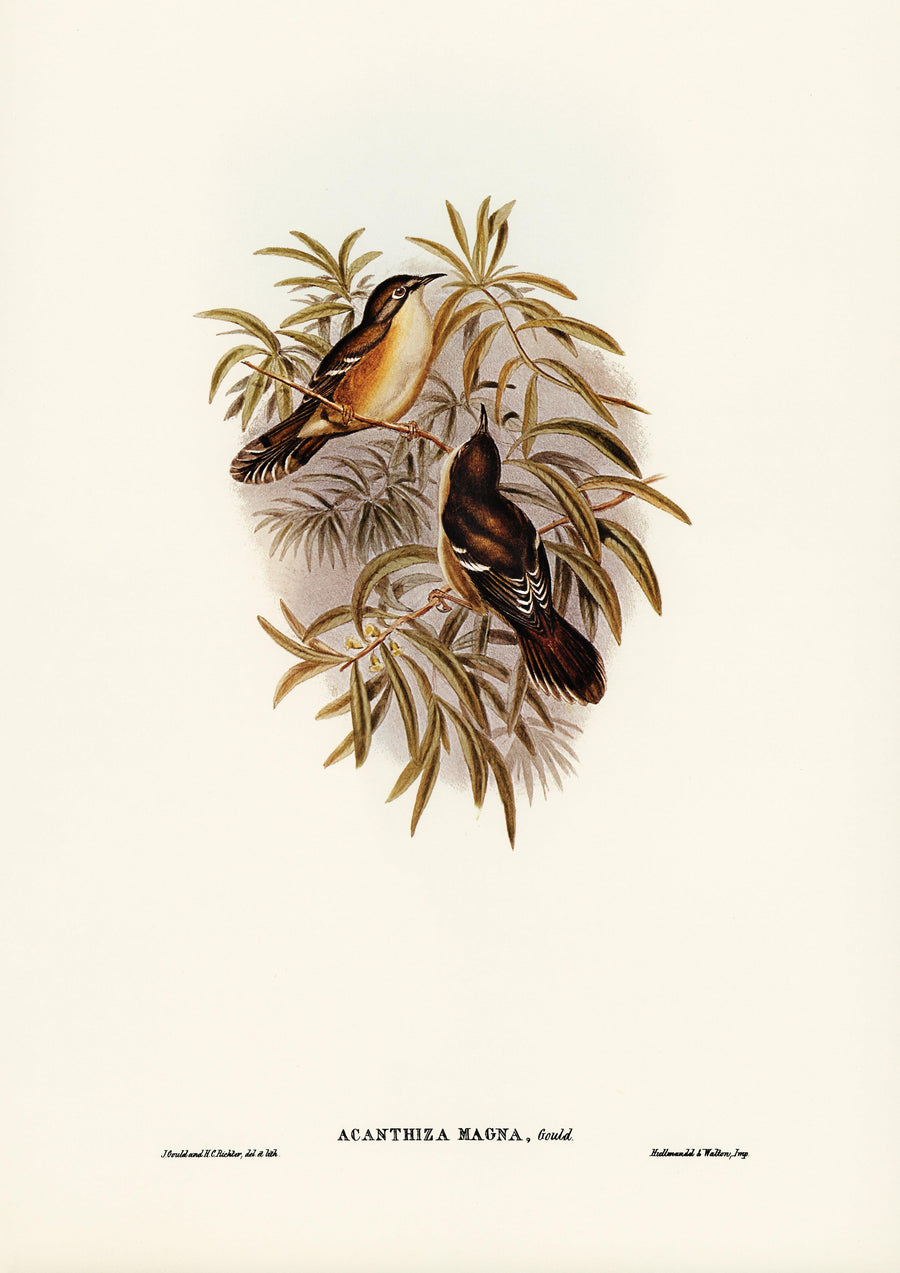 Große Acanthiza (Acanthiza magna), illustriert von Elizabeth Gould (1804–1841) für John Goulds (1804- Kunstdruck) - Printree.ch farbenfroh, handgezeichnet, john gould, Ornithologie, Poster, Singvogel, vintage, Vogel