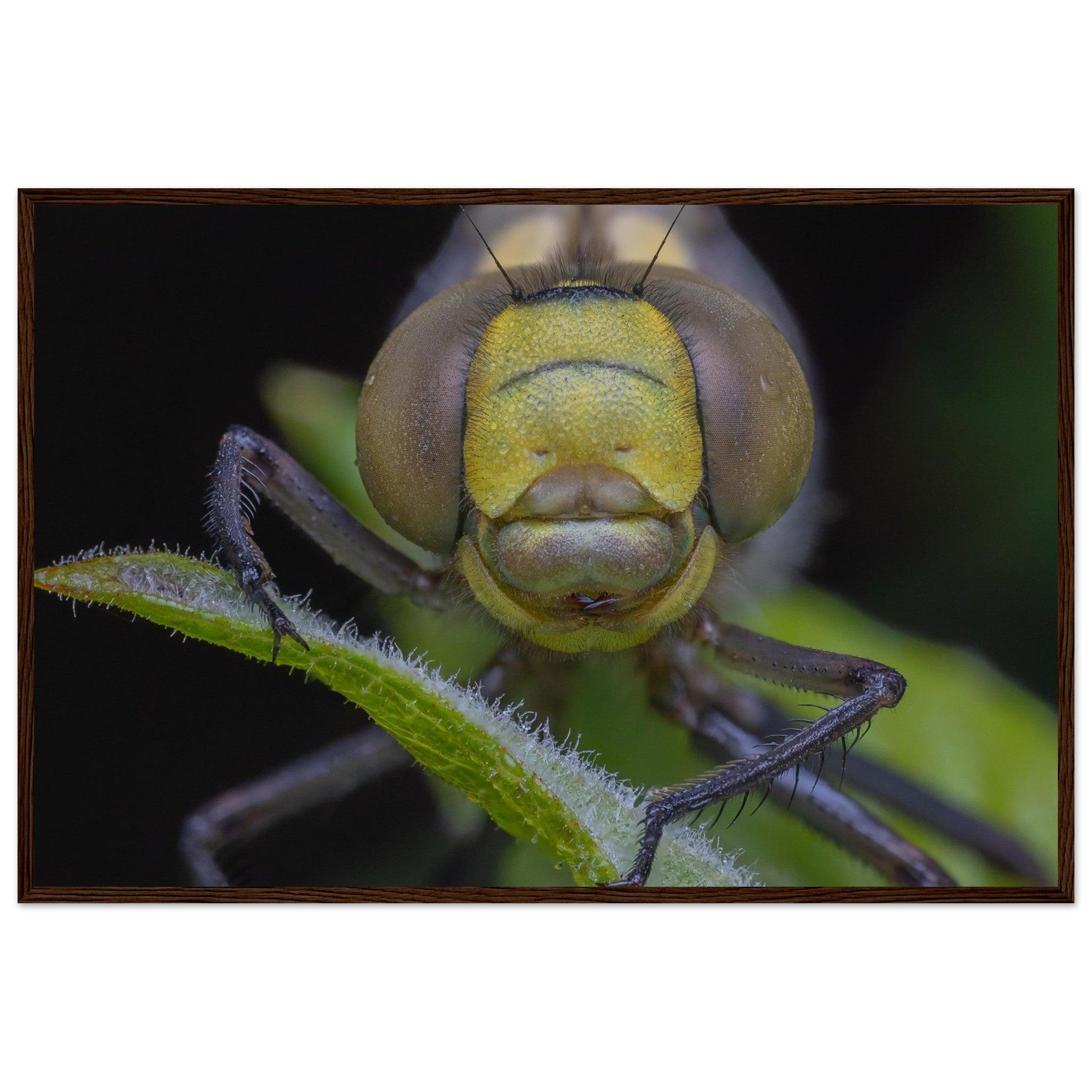 Grosse Königslibelle - Printree.ch Auge, Blume, erstaunliche natur, Farbe, farbig, Fauna, Fliege, Frühling, grün, im Freien, Insekt, Käfer, Macro, Makro, Nahaufnahme, Natur, Naturschönheit, natürlich, Pflanze, schön, Sommer, Tierwelt, Tilmann Schnyder, Umwelt, wild, Wildtiere