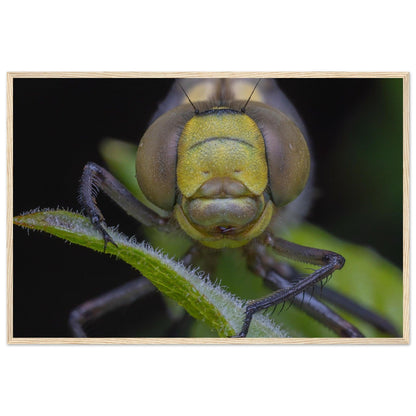 Grosse Königslibelle - Printree.ch Auge, Blume, erstaunliche natur, Farbe, farbig, Fauna, Fliege, Frühling, grün, im Freien, Insekt, Käfer, Macro, Makro, Nahaufnahme, Natur, Naturschönheit, natürlich, Pflanze, schön, Sommer, Tierwelt, Tilmann Schnyder, Umwelt, wild, Wildtiere