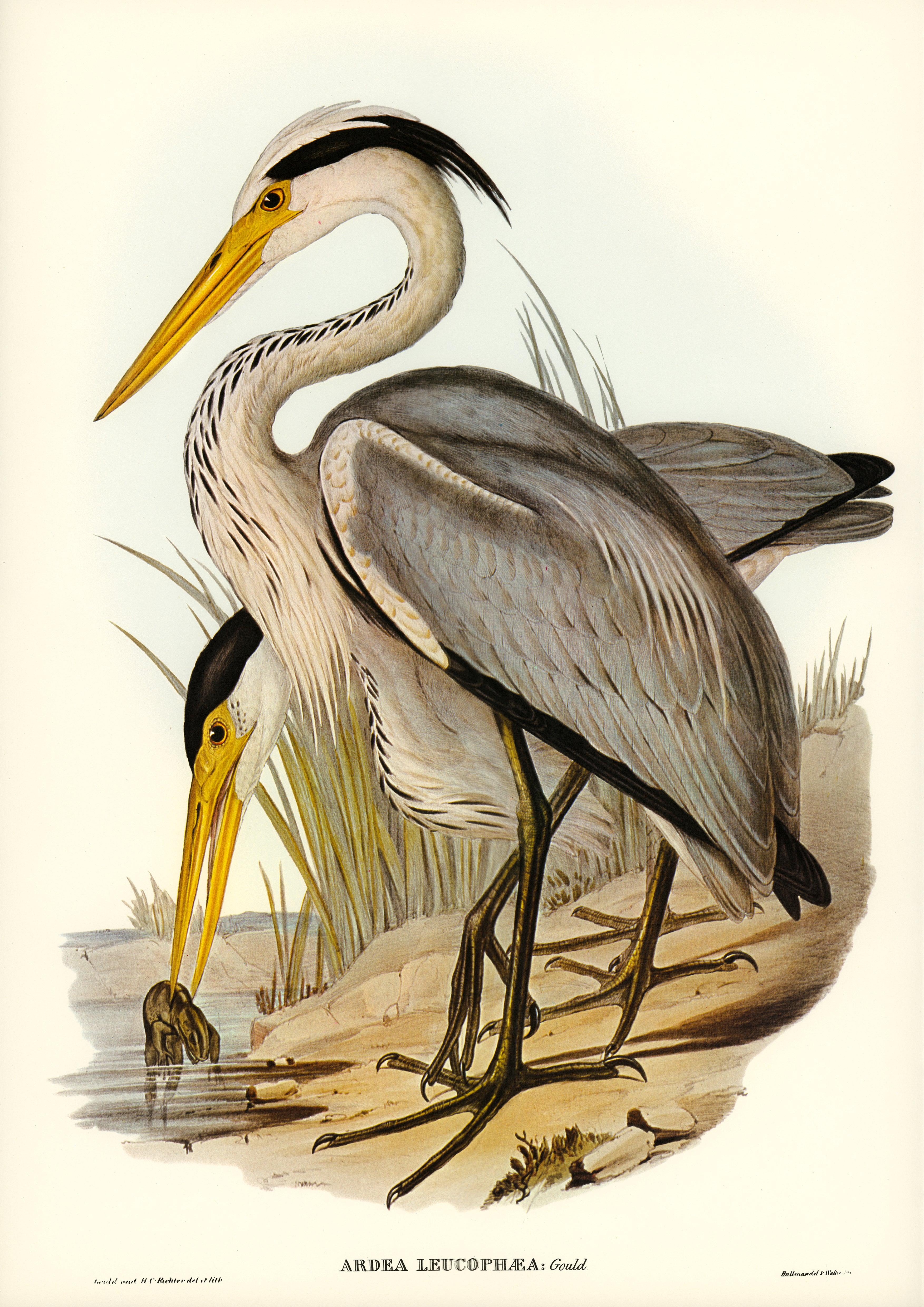 Großer Graureiher (Ardea leucophaea) von Elizabeth Gould - Printree.ch farbenfroh, handgezeichnet, john gould, Ornithologie, Poster, Singvogel, vintage, Vogel