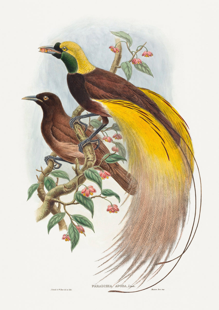 Großer Paradiesvogel - Printree.ch farbenfroh, handgezeichnet, john gould, Ornithologie, Poster, Singvogel, vintage, Vogel