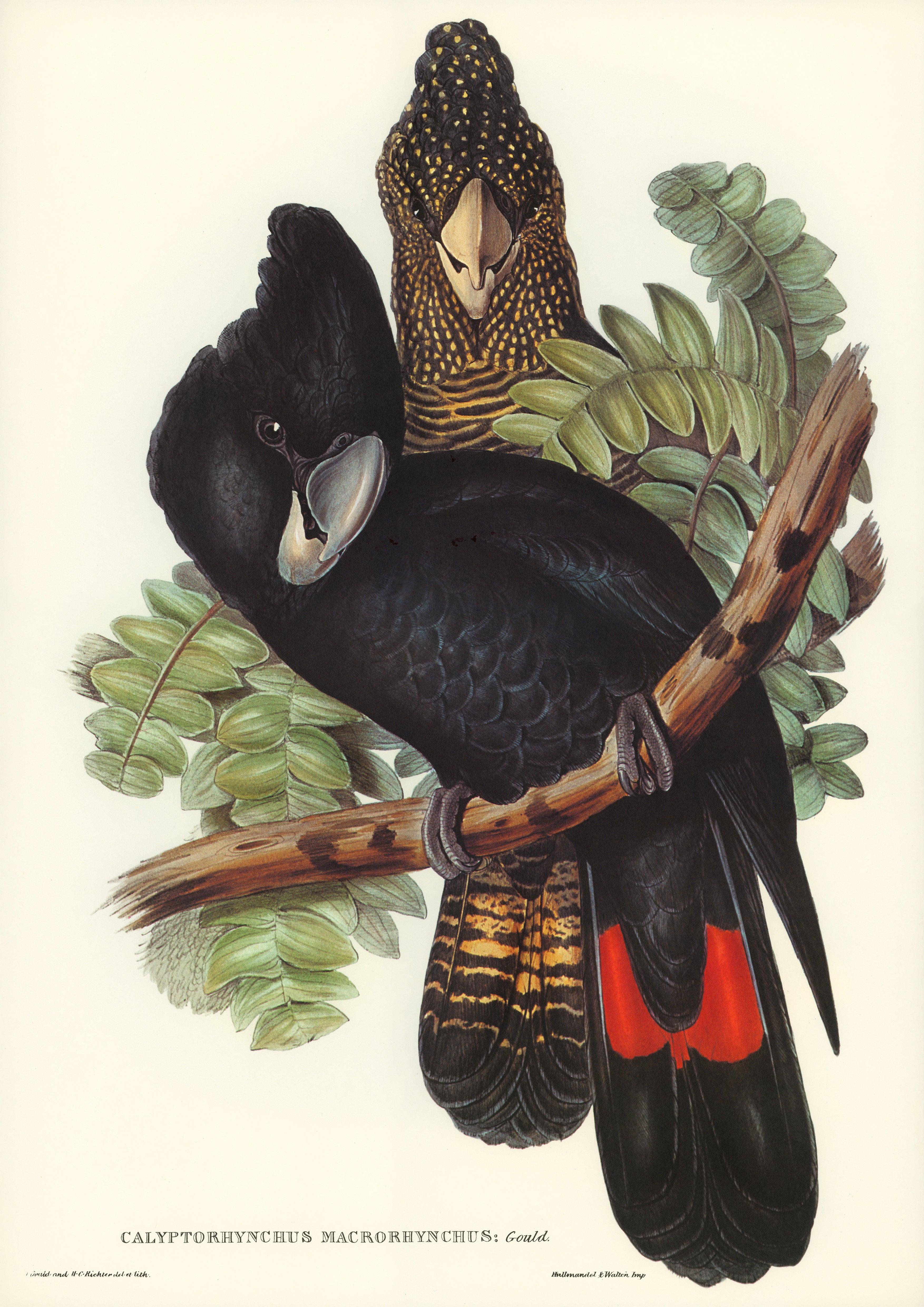 Großschnabel-Rußkakadu (Calyptorhynchus Macrorhynchus) - Printree.ch farbenfroh, handgezeichnet, john gould, Ornithologie, Poster, Singvogel, vintage, Vogel