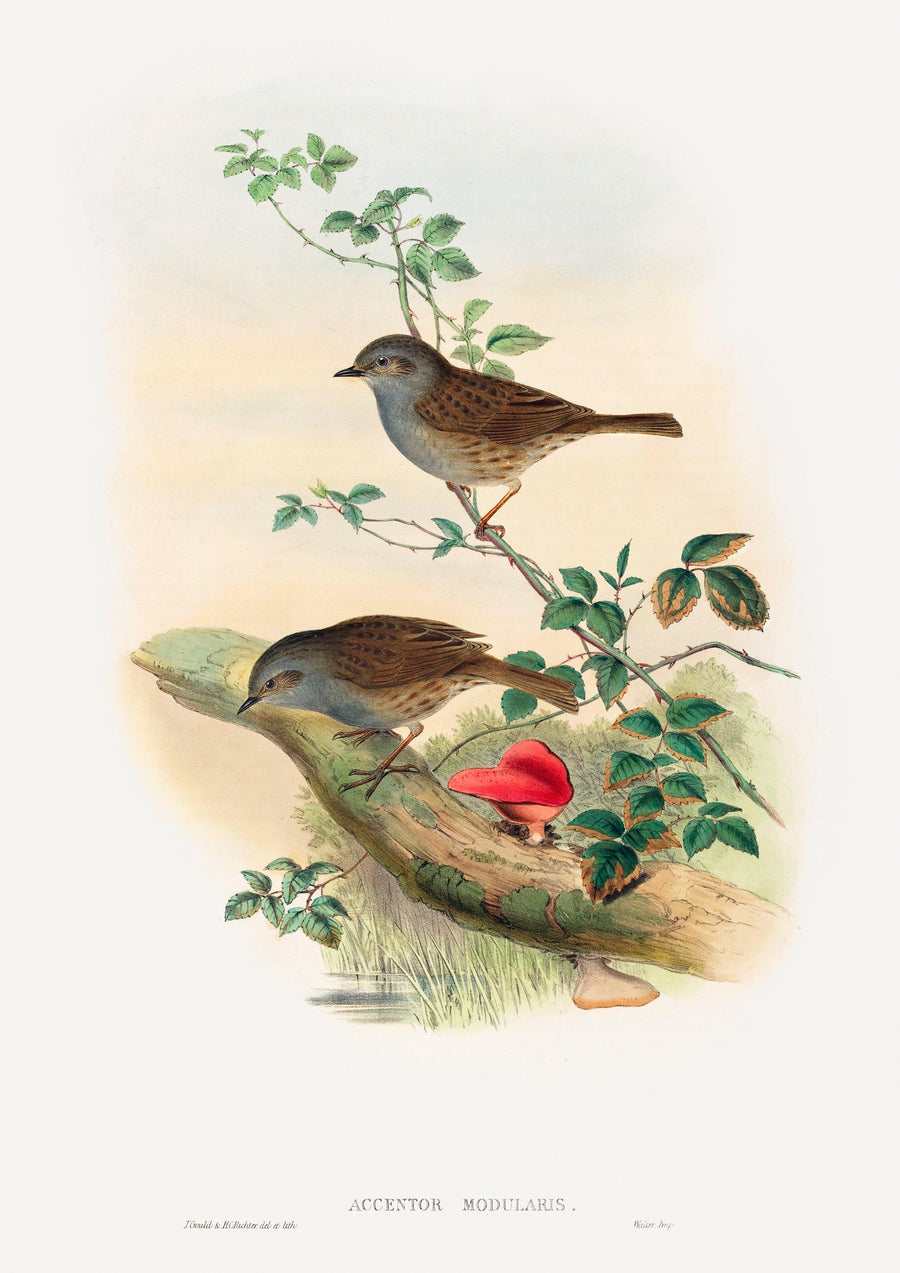 Heckenbraunelle (Prunella modularis) - Printree.ch farbenfroh, handgezeichnet, john gould, Ornithologie, Poster, Singvogel, vintage, Vogel