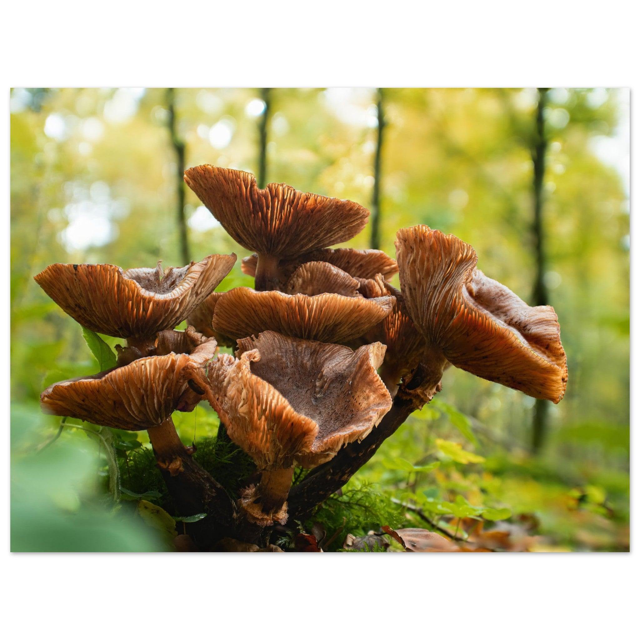 Herbstliche Pracht: Pilzcluster im Tageslicht - Printree.ch Foto, Fotografie, Makro, Makrofotografie, Martin_Reichenbach, Natur, pilz, wald, Waldgebiet