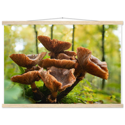 Herbstliche Pracht: Pilzcluster im Tageslicht - Printree.ch Foto, Fotografie, Makro, Makrofotografie, Martin_Reichenbach, Natur, pilz, wald, Waldgebiet