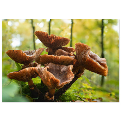 Herbstliche Pracht: Pilzcluster im Tageslicht - Printree.ch Foto, Fotografie, Makro, Makrofotografie, Martin_Reichenbach, Natur, pilz, wald, Waldgebiet