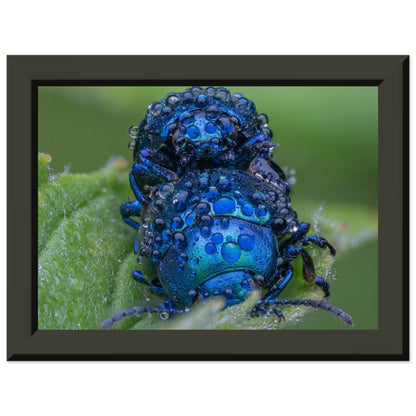 Himmelblaue Blattkäfer im Tau - Printree.ch Auge, Blume, erstaunliche natur, Farbe, farbig, Fauna, Fliege, Frühling, grün, im Freien, Insekt, Käfer, Macro, Makro, Nahaufnahme, Natur, Naturschönheit, natürlich, Pflanze, schön, Sommer, Tierwelt, Tilmann Schnyder, Umwelt, wild, Wildtiere