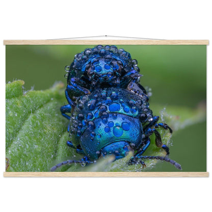 Himmelblaue Blattkäfer im Tau - Printree.ch Auge, Blume, erstaunliche natur, Farbe, farbig, Fauna, Fliege, Frühling, grün, im Freien, Insekt, Käfer, Macro, Makro, Nahaufnahme, Natur, Naturschönheit, natürlich, Pflanze, schön, Sommer, Tierwelt, Tilmann Schnyder, Umwelt, wild, Wildtiere