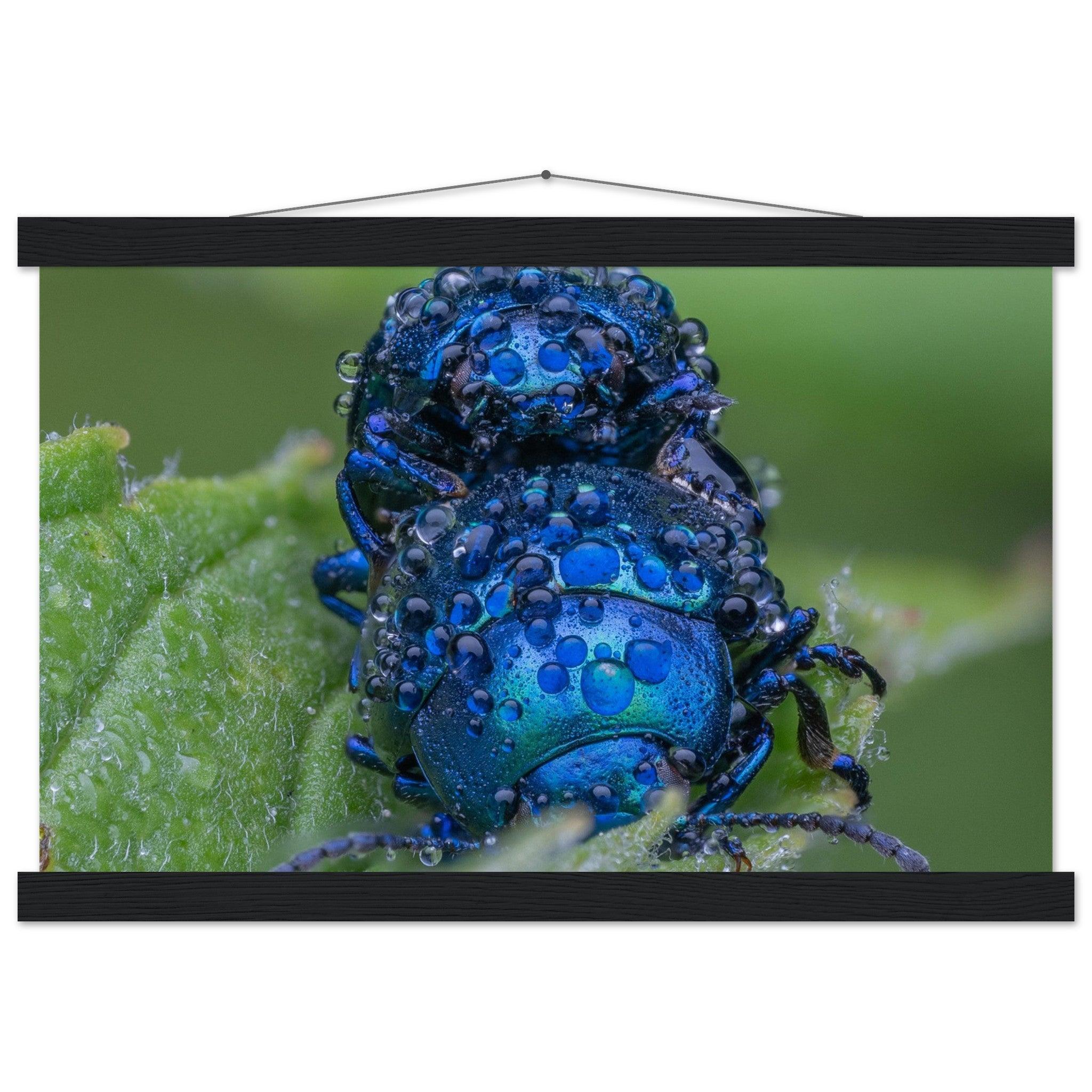 Himmelblaue Blattkäfer im Tau - Printree.ch Auge, Blume, erstaunliche natur, Farbe, farbig, Fauna, Fliege, Frühling, grün, im Freien, Insekt, Käfer, Macro, Makro, Nahaufnahme, Natur, Naturschönheit, natürlich, Pflanze, schön, Sommer, Tierwelt, Tilmann Schnyder, Umwelt, wild, Wildtiere