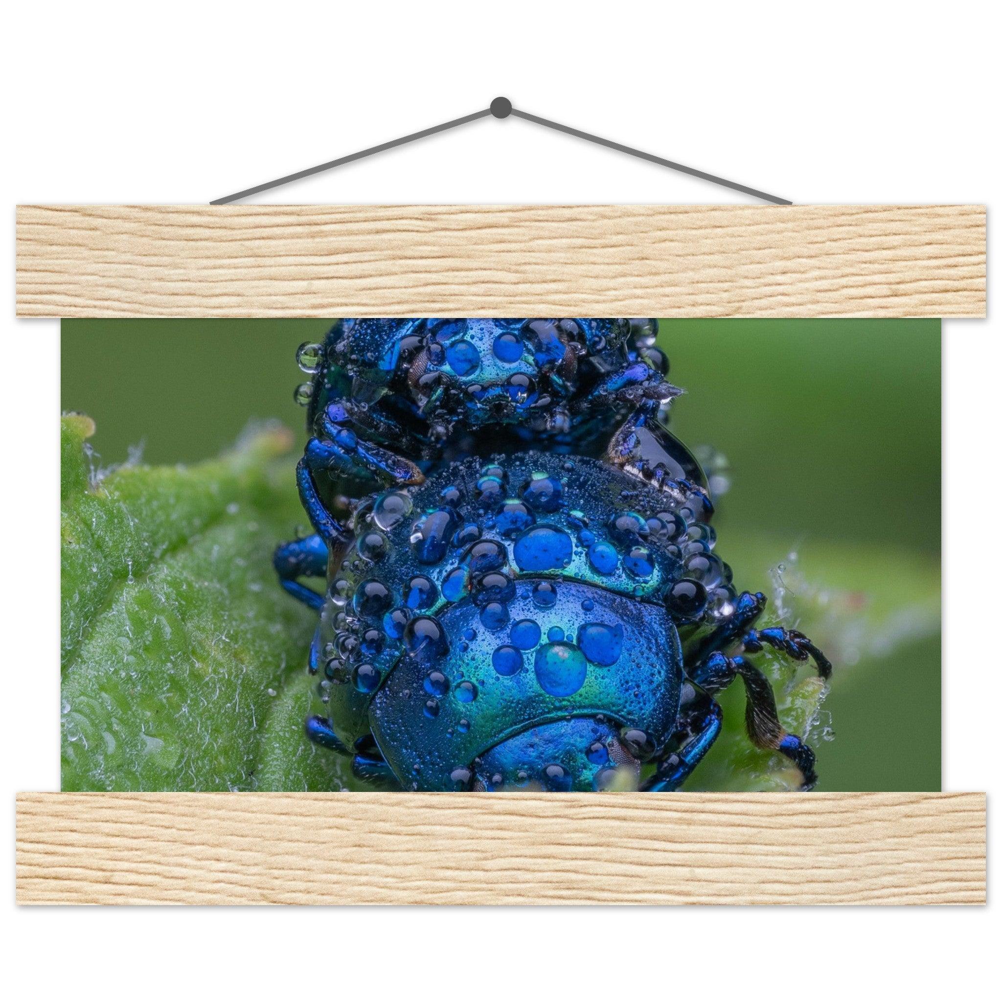 Himmelblaue Blattkäfer im Tau - Printree.ch Auge, Blume, erstaunliche natur, Farbe, farbig, Fauna, Fliege, Frühling, grün, im Freien, Insekt, Käfer, Macro, Makro, Nahaufnahme, Natur, Naturschönheit, natürlich, Pflanze, schön, Sommer, Tierwelt, Tilmann Schnyder, Umwelt, wild, Wildtiere