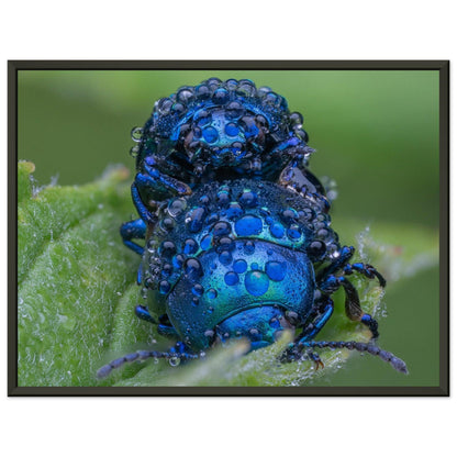 Himmelblaue Blattkäfer im Tau - Printree.ch Auge, Blume, erstaunliche natur, Farbe, farbig, Fauna, Fliege, Frühling, grün, im Freien, Insekt, Käfer, Macro, Makro, Nahaufnahme, Natur, Naturschönheit, natürlich, Pflanze, schön, Sommer, Tierwelt, Tilmann Schnyder, Umwelt, wild, Wildtiere