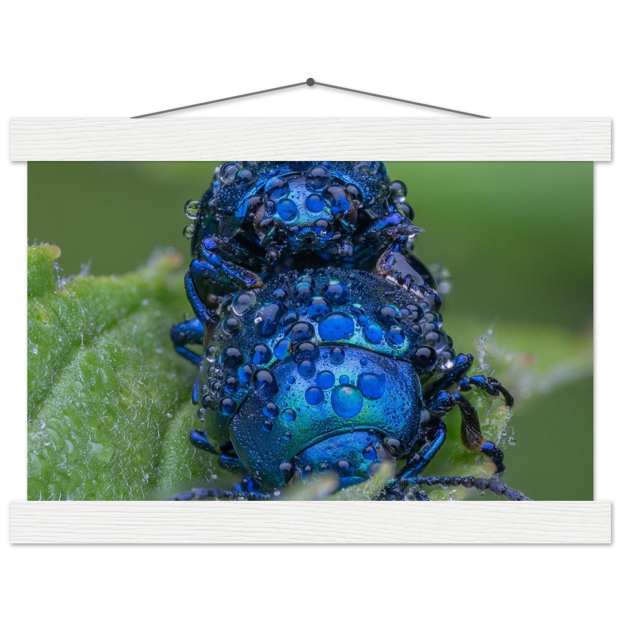 Himmelblaue Blattkäfer im Tau - Printree.ch Auge, Blume, erstaunliche natur, Farbe, farbig, Fauna, Fliege, Frühling, grün, im Freien, Insekt, Käfer, Macro, Makro, Nahaufnahme, Natur, Naturschönheit, natürlich, Pflanze, schön, Sommer, Tierwelt, Tilmann Schnyder, Umwelt, wild, Wildtiere