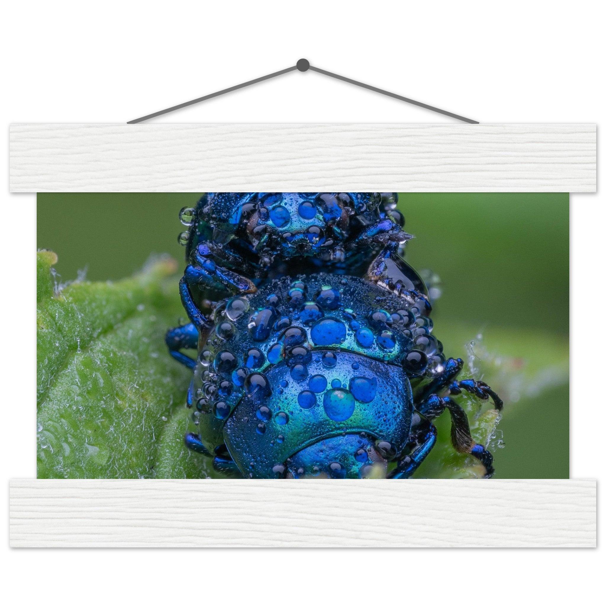 Himmelblaue Blattkäfer im Tau - Printree.ch Auge, Blume, erstaunliche natur, Farbe, farbig, Fauna, Fliege, Frühling, grün, im Freien, Insekt, Käfer, Macro, Makro, Nahaufnahme, Natur, Naturschönheit, natürlich, Pflanze, schön, Sommer, Tierwelt, Tilmann Schnyder, Umwelt, wild, Wildtiere