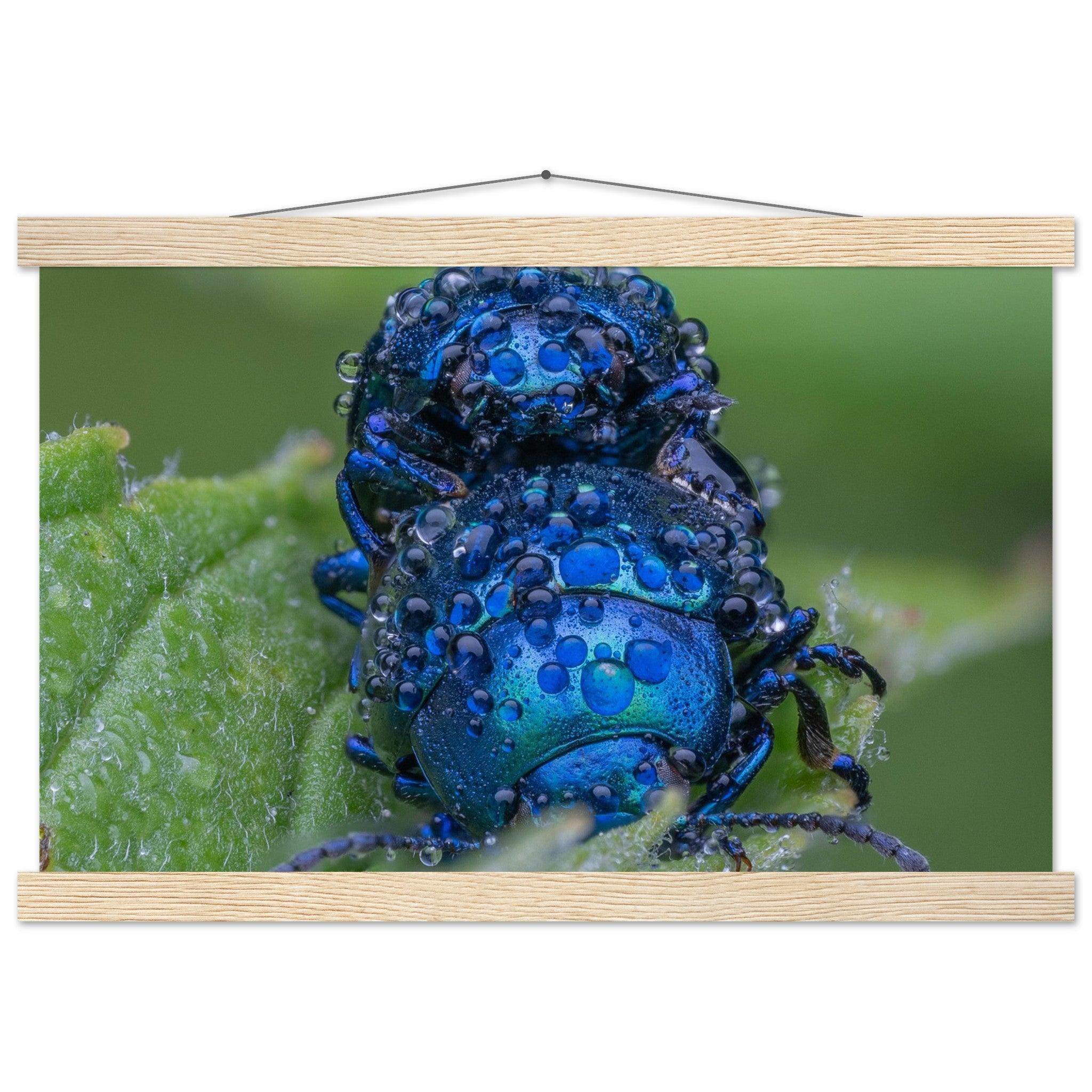 Himmelblaue Blattkäfer im Tau - Printree.ch Auge, Blume, erstaunliche natur, Farbe, farbig, Fauna, Fliege, Frühling, grün, im Freien, Insekt, Käfer, Macro, Makro, Nahaufnahme, Natur, Naturschönheit, natürlich, Pflanze, schön, Sommer, Tierwelt, Tilmann Schnyder, Umwelt, wild, Wildtiere