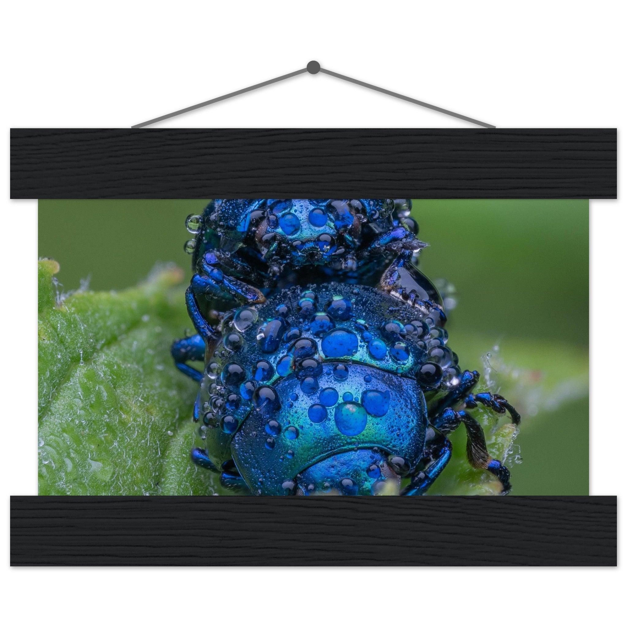 Himmelblaue Blattkäfer im Tau - Printree.ch Auge, Blume, erstaunliche natur, Farbe, farbig, Fauna, Fliege, Frühling, grün, im Freien, Insekt, Käfer, Macro, Makro, Nahaufnahme, Natur, Naturschönheit, natürlich, Pflanze, schön, Sommer, Tierwelt, Tilmann Schnyder, Umwelt, wild, Wildtiere