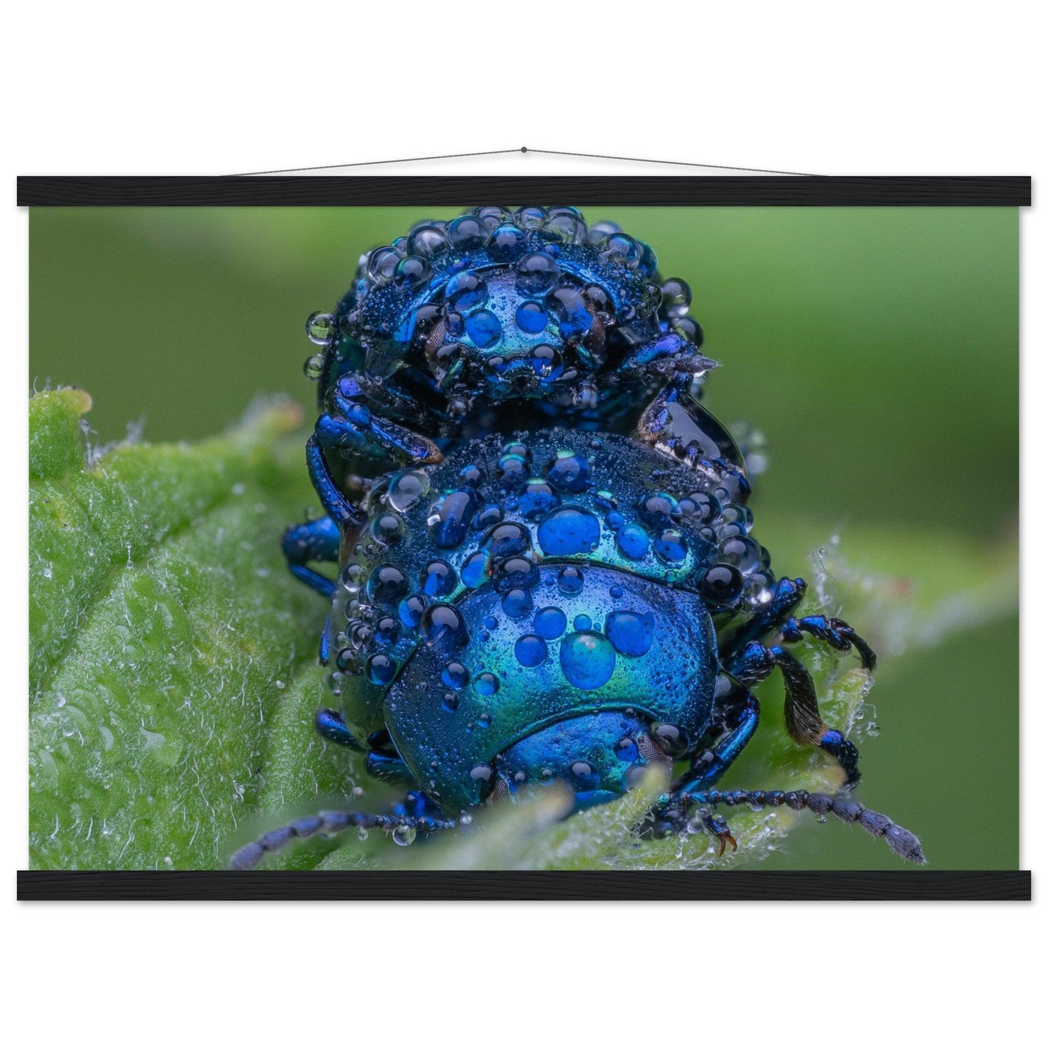 Himmelblaue Blattkäfer im Tau - Printree.ch Auge, Blume, erstaunliche natur, Farbe, farbig, Fauna, Fliege, Frühling, grün, im Freien, Insekt, Käfer, Macro, Makro, Nahaufnahme, Natur, Naturschönheit, natürlich, Pflanze, schön, Sommer, Tierwelt, Tilmann Schnyder, Umwelt, wild, Wildtiere