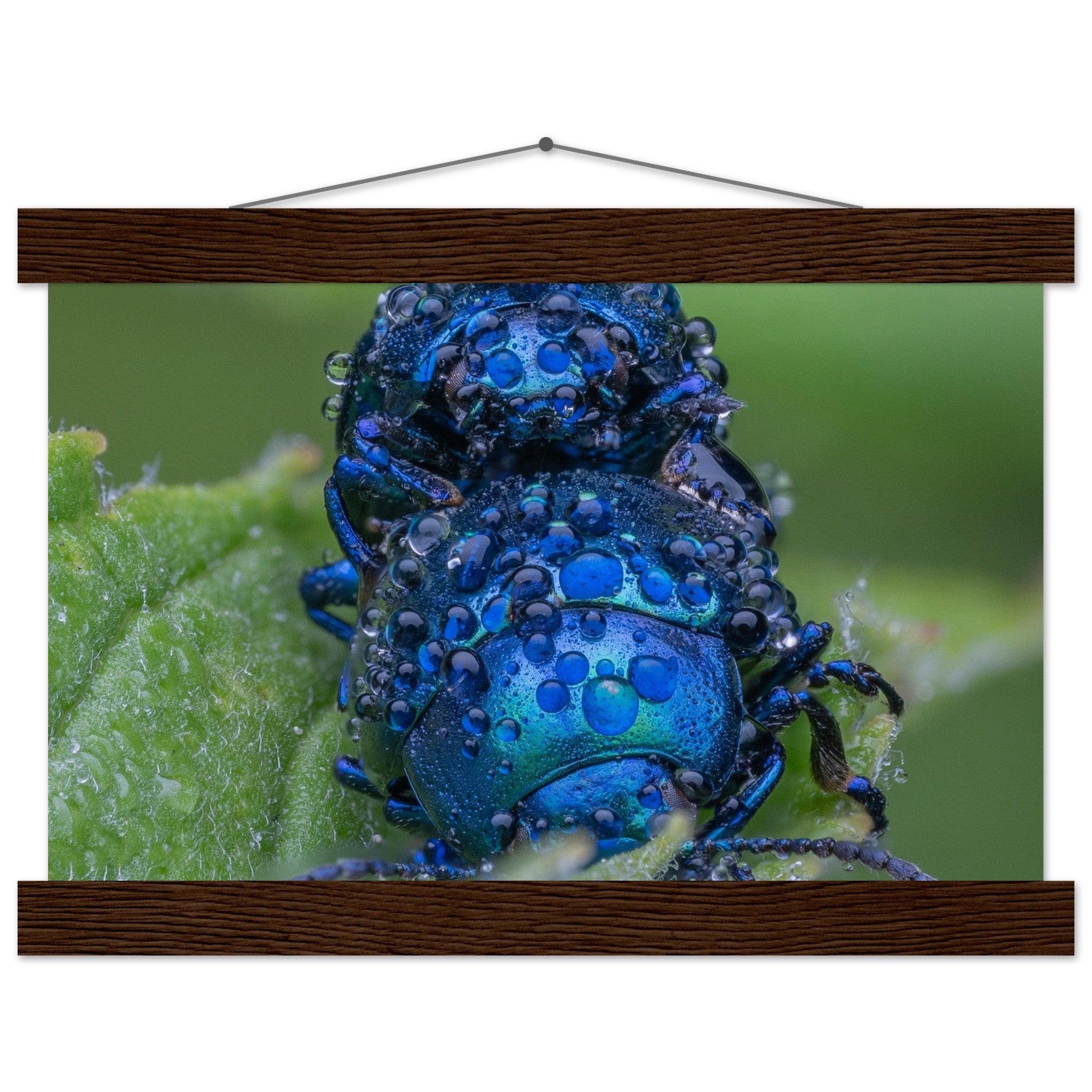 Himmelblaue Blattkäfer im Tau - Printree.ch Auge, Blume, erstaunliche natur, Farbe, farbig, Fauna, Fliege, Frühling, grün, im Freien, Insekt, Käfer, Macro, Makro, Nahaufnahme, Natur, Naturschönheit, natürlich, Pflanze, schön, Sommer, Tierwelt, Tilmann Schnyder, Umwelt, wild, Wildtiere