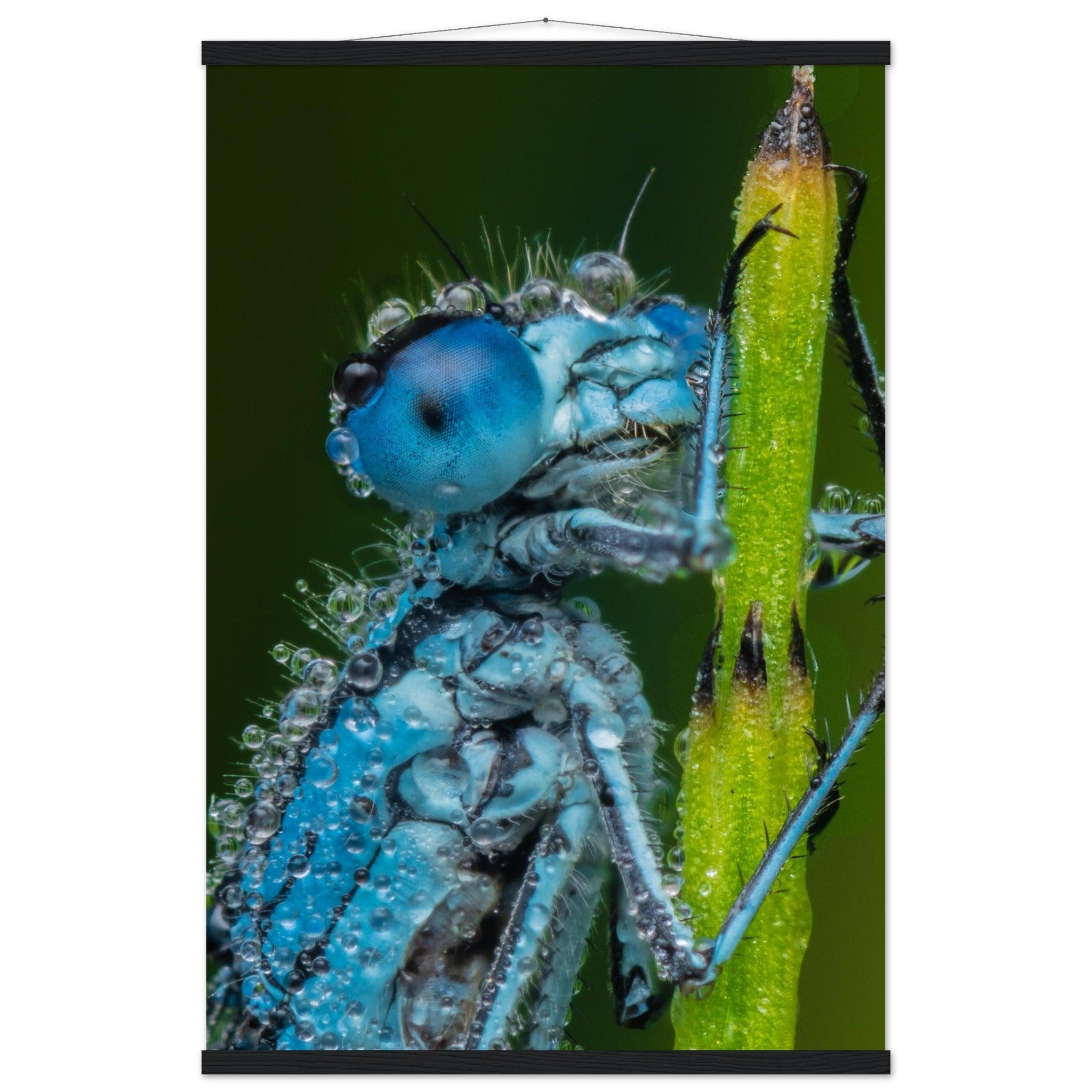 Hufeisen Azurjunger im Taukleid - Printree.ch Auge, Blume, Farbe, farbig, Fauna, Fliege, Frühling, grün, im Freien, Insekt, Käfer, Makro, Nahaufnahme, Natur, natürlich, Pflanze, schön, Sommer, Tierwelt, Tilmann Schnyder, Umwelt, wild