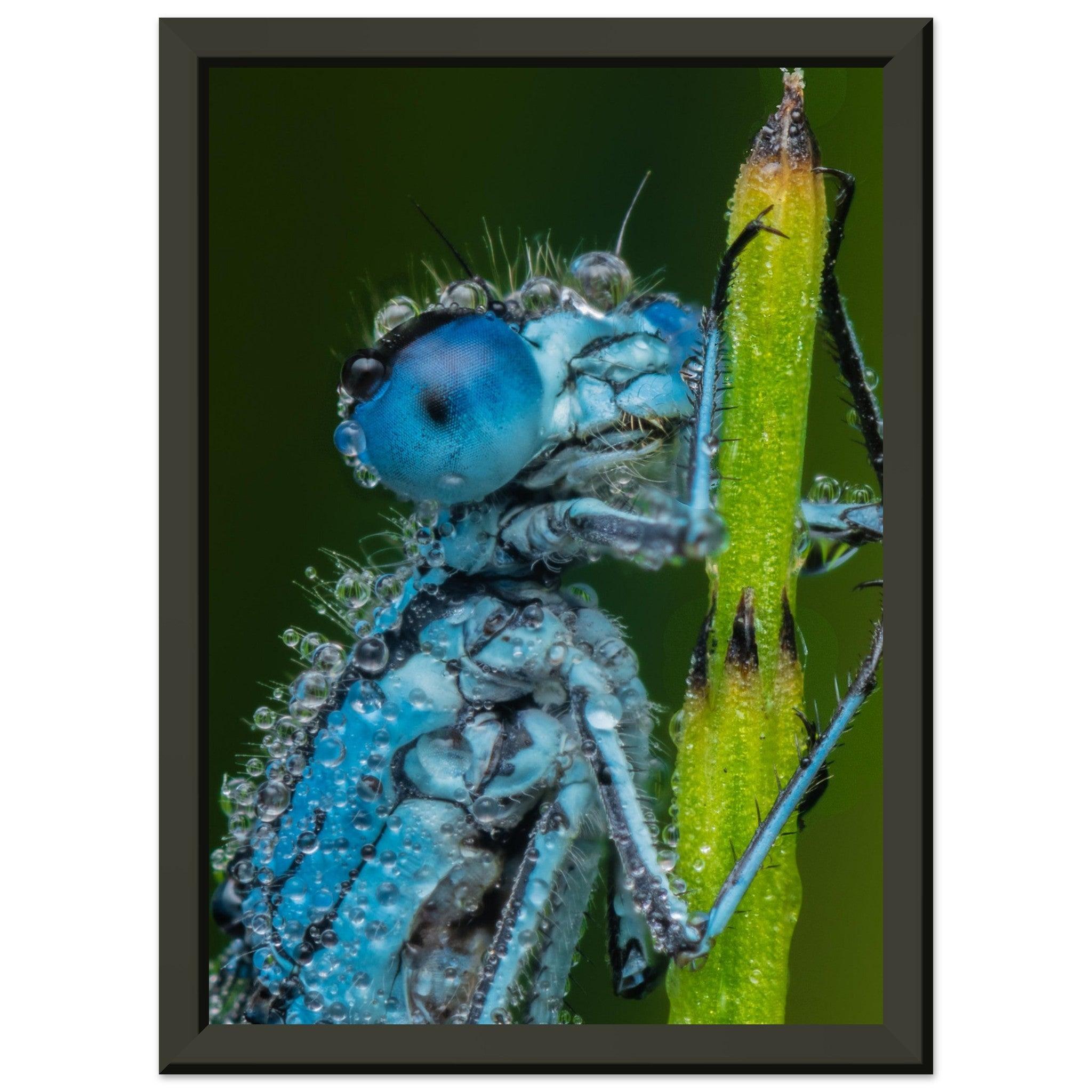 Hufeisen Azurjunger im Taukleid - Printree.ch Auge, Blume, Farbe, farbig, Fauna, Fliege, Frühling, grün, im Freien, Insekt, Käfer, Makro, Nahaufnahme, Natur, natürlich, Pflanze, schön, Sommer, Tierwelt, Tilmann Schnyder, Umwelt, wild