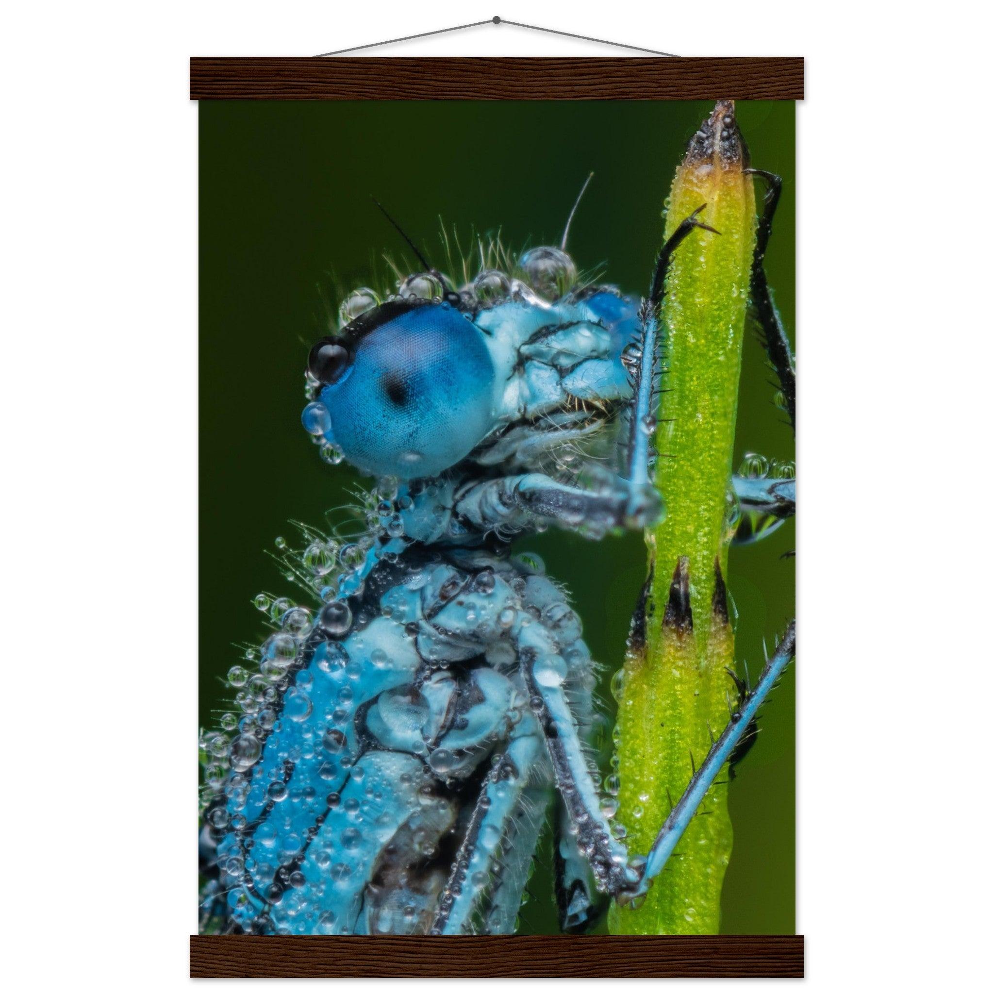 Hufeisen Azurjunger im Taukleid - Printree.ch Auge, Blume, Farbe, farbig, Fauna, Fliege, Frühling, grün, im Freien, Insekt, Käfer, Makro, Nahaufnahme, Natur, natürlich, Pflanze, schön, Sommer, Tierwelt, Tilmann Schnyder, Umwelt, wild