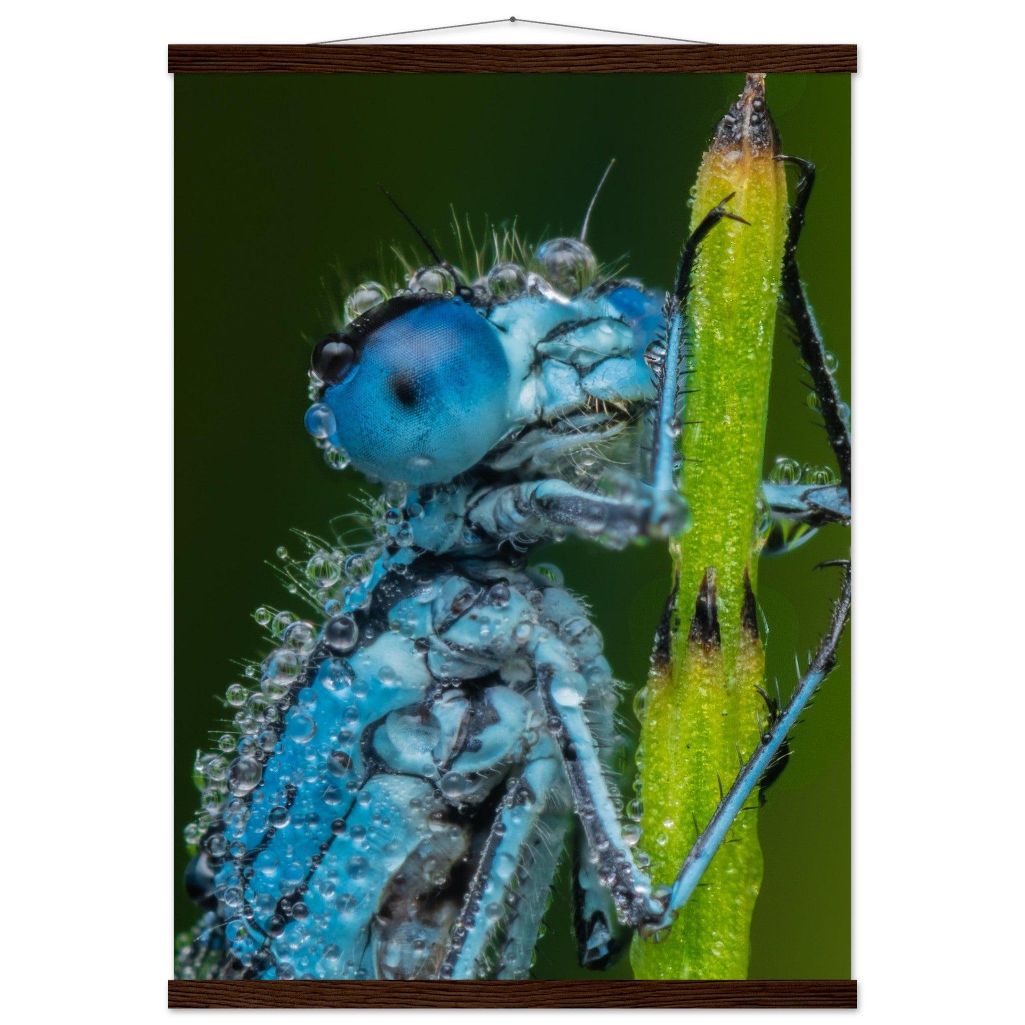 Hufeisen Azurjunger im Taukleid - Printree.ch Auge, Blume, Farbe, farbig, Fauna, Fliege, Frühling, grün, im Freien, Insekt, Käfer, Makro, Nahaufnahme, Natur, natürlich, Pflanze, schön, Sommer, Tierwelt, Tilmann Schnyder, Umwelt, wild