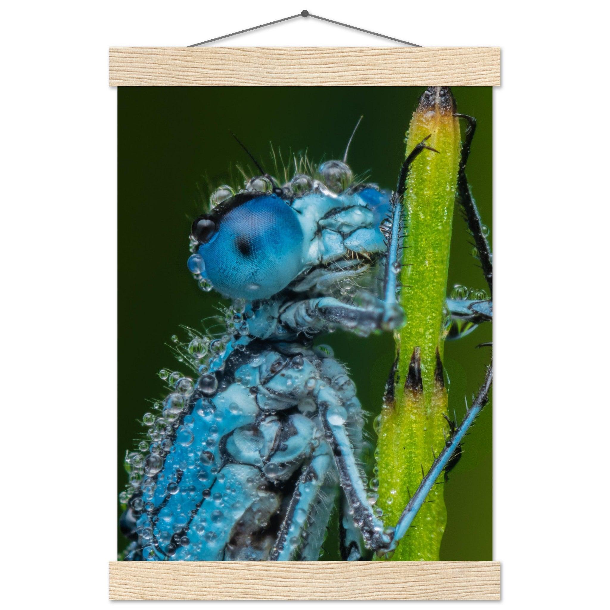 Hufeisen Azurjunger im Taukleid - Printree.ch Auge, Blume, Farbe, farbig, Fauna, Fliege, Frühling, grün, im Freien, Insekt, Käfer, Makro, Nahaufnahme, Natur, natürlich, Pflanze, schön, Sommer, Tierwelt, Tilmann Schnyder, Umwelt, wild