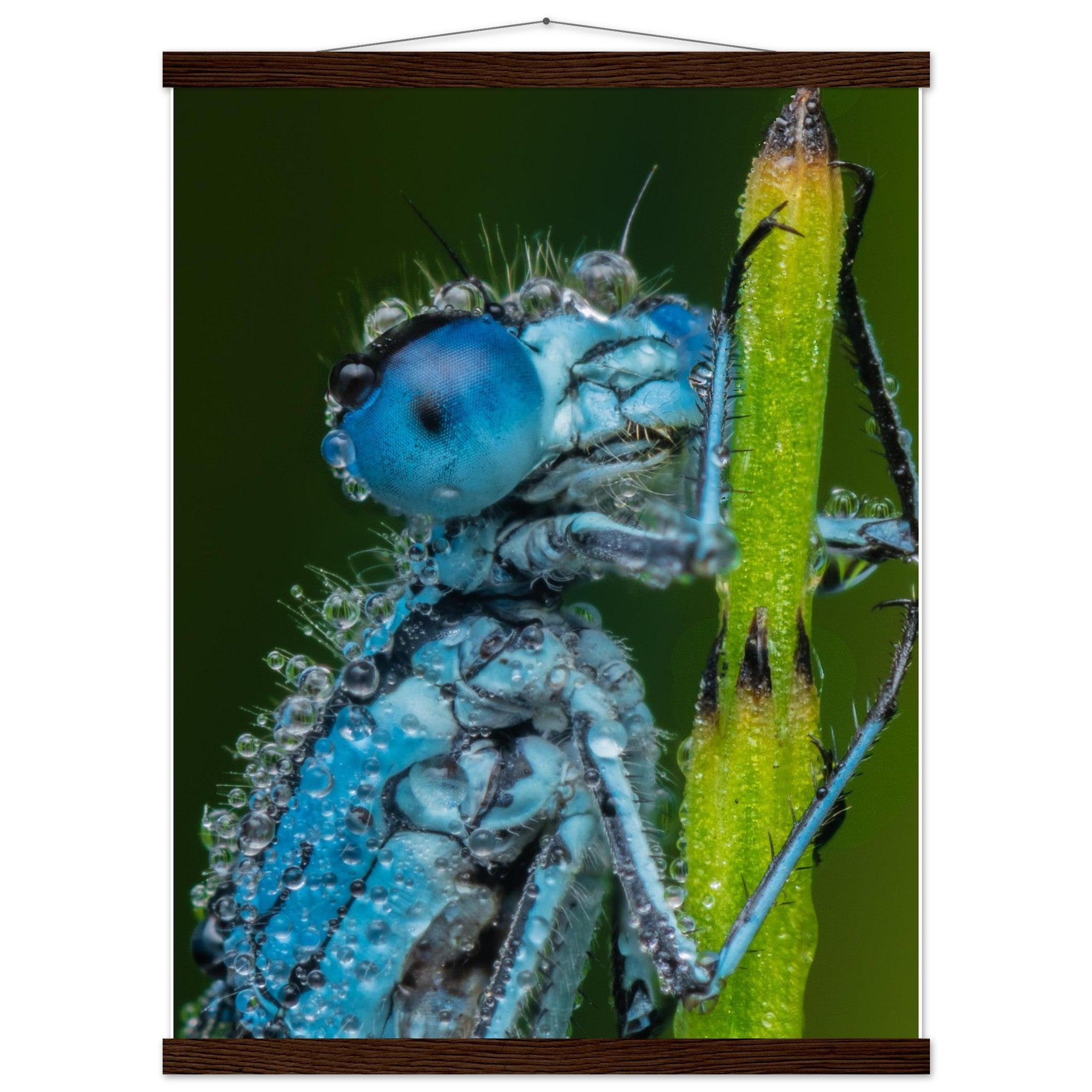 Hufeisen Azurjunger im Taukleid - Printree.ch Auge, Blume, Farbe, farbig, Fauna, Fliege, Frühling, grün, im Freien, Insekt, Käfer, Makro, Nahaufnahme, Natur, natürlich, Pflanze, schön, Sommer, Tierwelt, Tilmann Schnyder, Umwelt, wild