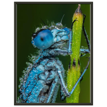 Hufeisen Azurjunger im Taukleid - Printree.ch Auge, Blume, Farbe, farbig, Fauna, Fliege, Frühling, grün, im Freien, Insekt, Käfer, Makro, Nahaufnahme, Natur, natürlich, Pflanze, schön, Sommer, Tierwelt, Tilmann Schnyder, Umwelt, wild