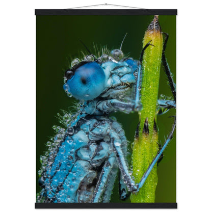 Hufeisen Azurjunger im Taukleid - Printree.ch Auge, Blume, Farbe, farbig, Fauna, Fliege, Frühling, grün, im Freien, Insekt, Käfer, Makro, Nahaufnahme, Natur, natürlich, Pflanze, schön, Sommer, Tierwelt, Tilmann Schnyder, Umwelt, wild