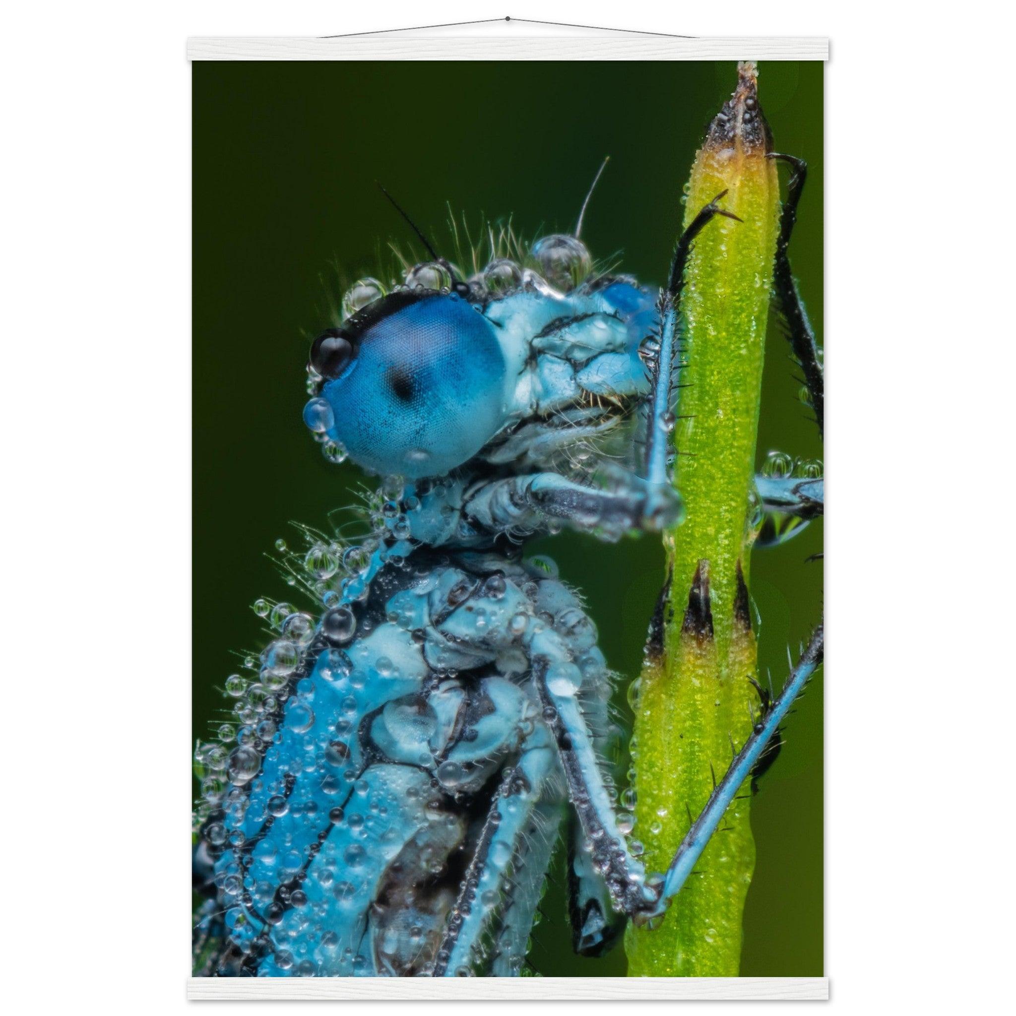 Hufeisen Azurjunger im Taukleid - Printree.ch Auge, Blume, Farbe, farbig, Fauna, Fliege, Frühling, grün, im Freien, Insekt, Käfer, Makro, Nahaufnahme, Natur, natürlich, Pflanze, schön, Sommer, Tierwelt, Tilmann Schnyder, Umwelt, wild