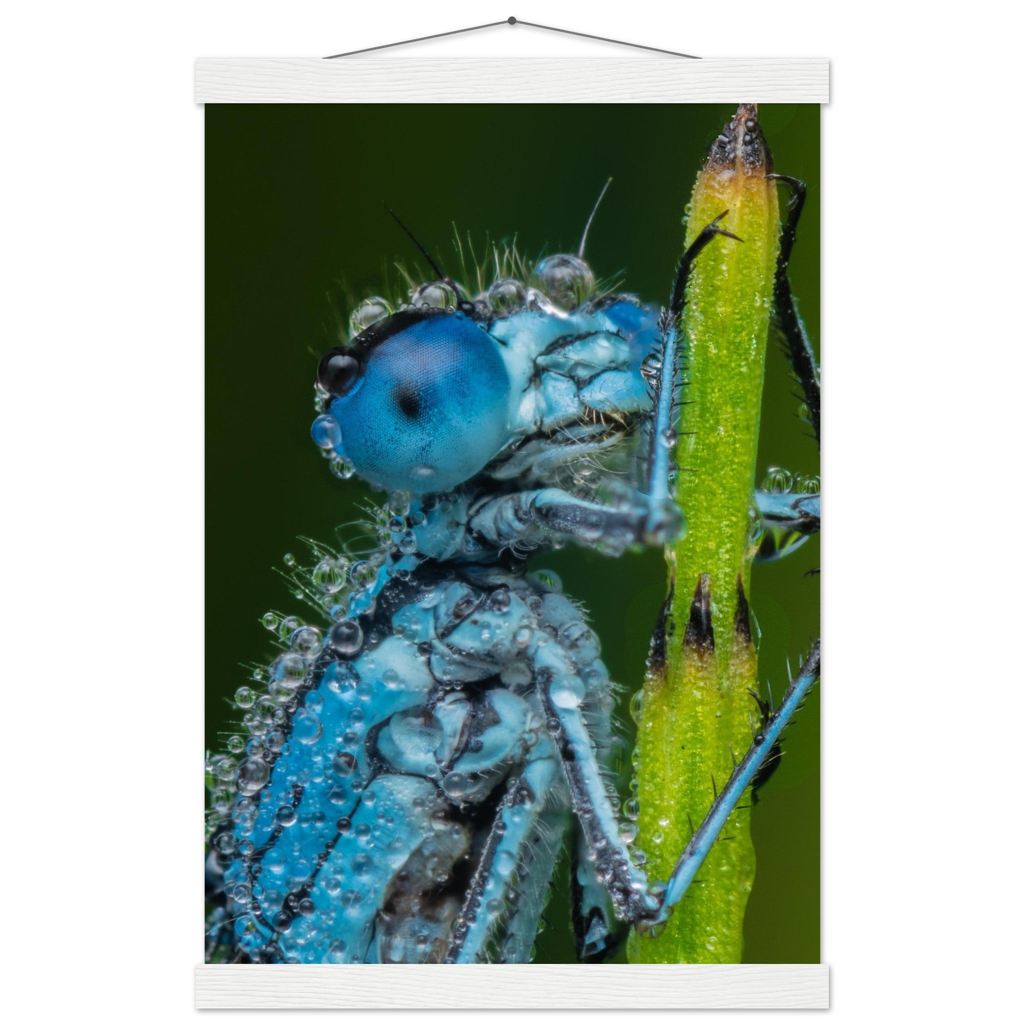 Hufeisen Azurjunger im Taukleid - Printree.ch Auge, Blume, Farbe, farbig, Fauna, Fliege, Frühling, grün, im Freien, Insekt, Käfer, Makro, Nahaufnahme, Natur, natürlich, Pflanze, schön, Sommer, Tierwelt, Tilmann Schnyder, Umwelt, wild