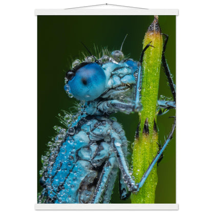 Hufeisen Azurjunger im Taukleid - Printree.ch Auge, Blume, Farbe, farbig, Fauna, Fliege, Frühling, grün, im Freien, Insekt, Käfer, Makro, Nahaufnahme, Natur, natürlich, Pflanze, schön, Sommer, Tierwelt, Tilmann Schnyder, Umwelt, wild