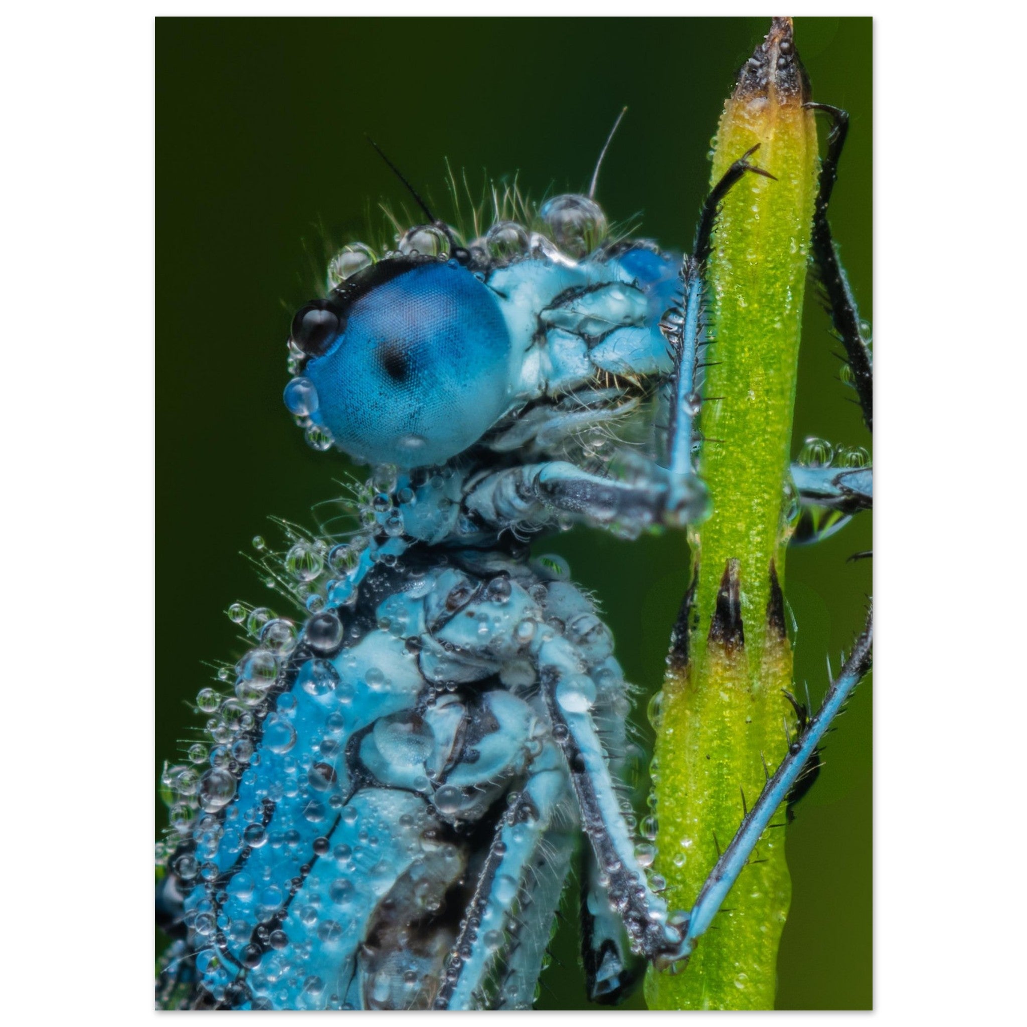 Hufeisen Azurjunger im Taukleid - Printree.ch Auge, Blume, Farbe, farbig, Fauna, Fliege, Frühling, grün, im Freien, Insekt, Käfer, Makro, Nahaufnahme, Natur, natürlich, Pflanze, schön, Sommer, Tierwelt, Tilmann Schnyder, Umwelt, wild