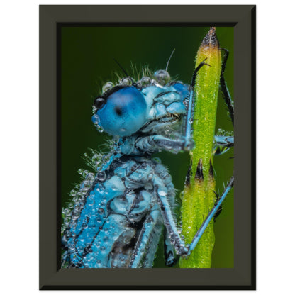 Hufeisen Azurjunger im Taukleid - Printree.ch Auge, Blume, Farbe, farbig, Fauna, Fliege, Frühling, grün, im Freien, Insekt, Käfer, Makro, Nahaufnahme, Natur, natürlich, Pflanze, schön, Sommer, Tierwelt, Tilmann Schnyder, Umwelt, wild