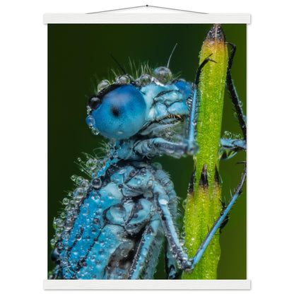 Hufeisen Azurjunger im Taukleid - Printree.ch Auge, Blume, Farbe, farbig, Fauna, Fliege, Frühling, grün, im Freien, Insekt, Käfer, Makro, Nahaufnahme, Natur, natürlich, Pflanze, schön, Sommer, Tierwelt, Tilmann Schnyder, Umwelt, wild