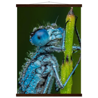 Hufeisen Azurjunger im Taukleid - Printree.ch Auge, Blume, Farbe, farbig, Fauna, Fliege, Frühling, grün, im Freien, Insekt, Käfer, Makro, Nahaufnahme, Natur, natürlich, Pflanze, schön, Sommer, Tierwelt, Tilmann Schnyder, Umwelt, wild