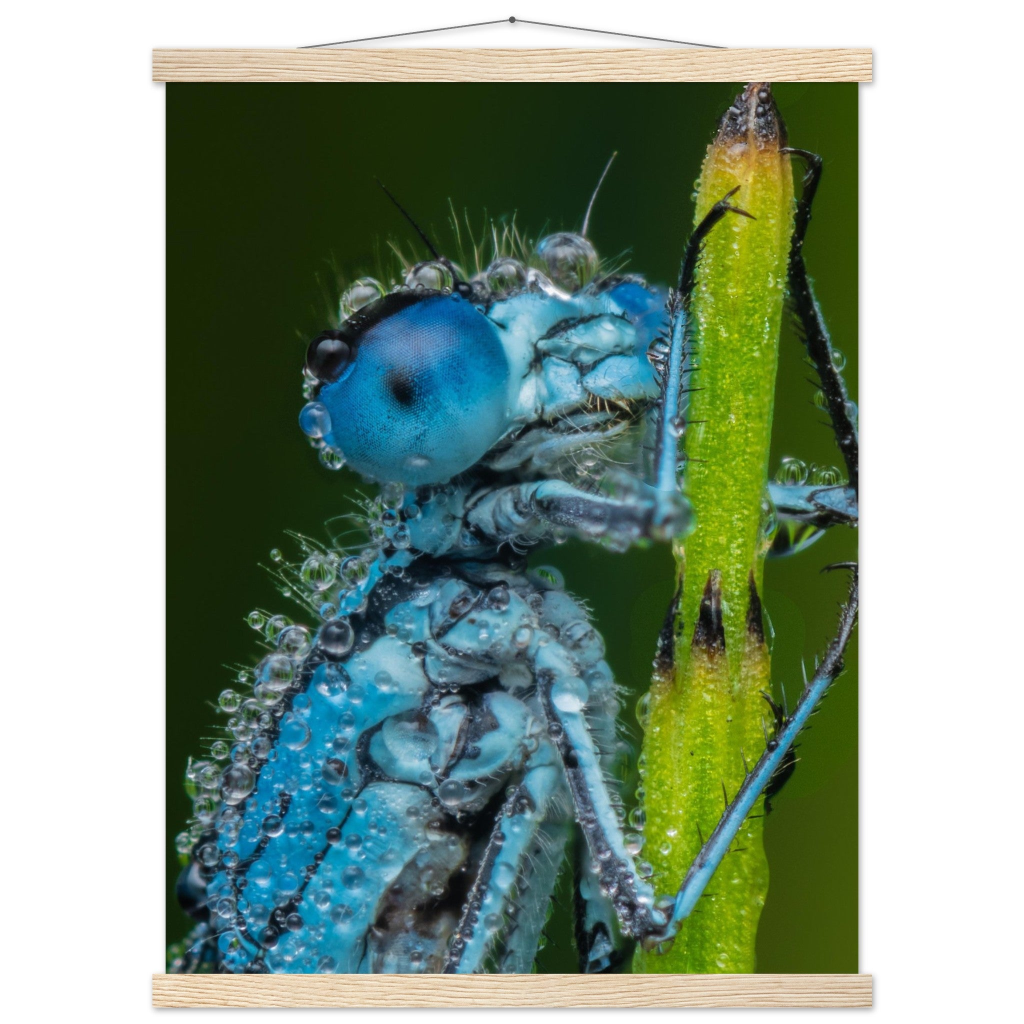 Hufeisen Azurjunger im Taukleid - Printree.ch Auge, Blume, Farbe, farbig, Fauna, Fliege, Frühling, grün, im Freien, Insekt, Käfer, Makro, Nahaufnahme, Natur, natürlich, Pflanze, schön, Sommer, Tierwelt, Tilmann Schnyder, Umwelt, wild