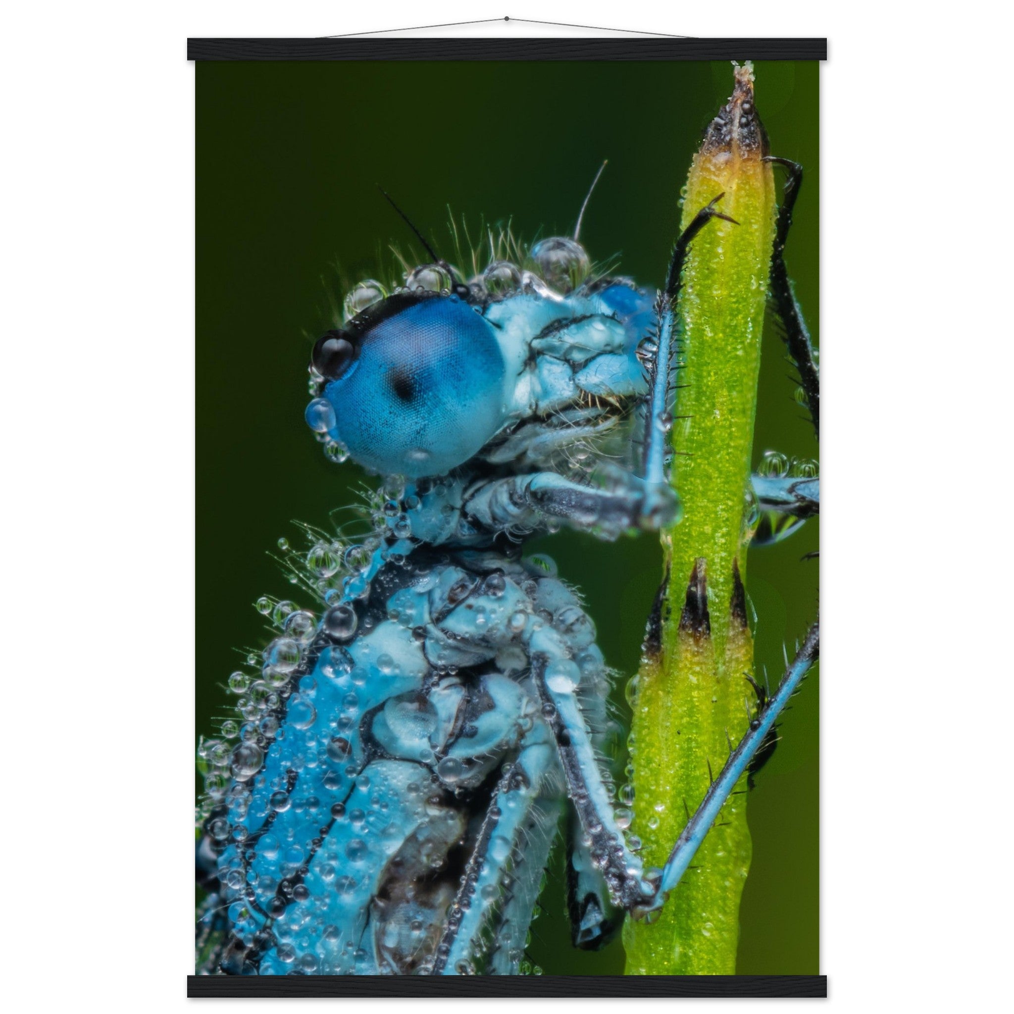 Hufeisen Azurjunger im Taukleid - Printree.ch Auge, Blume, Farbe, farbig, Fauna, Fliege, Frühling, grün, im Freien, Insekt, Käfer, Makro, Nahaufnahme, Natur, natürlich, Pflanze, schön, Sommer, Tierwelt, Tilmann Schnyder, Umwelt, wild