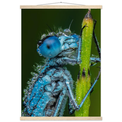 Hufeisen Azurjunger im Taukleid - Printree.ch Auge, Blume, Farbe, farbig, Fauna, Fliege, Frühling, grün, im Freien, Insekt, Käfer, Makro, Nahaufnahme, Natur, natürlich, Pflanze, schön, Sommer, Tierwelt, Tilmann Schnyder, Umwelt, wild