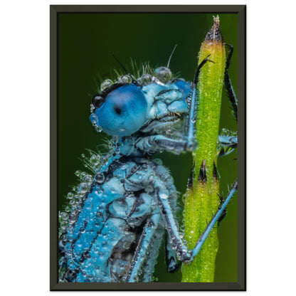 Hufeisen Azurjunger im Taukleid - Printree.ch Auge, Blume, Farbe, farbig, Fauna, Fliege, Frühling, grün, im Freien, Insekt, Käfer, Makro, Nahaufnahme, Natur, natürlich, Pflanze, schön, Sommer, Tierwelt, Tilmann Schnyder, Umwelt, wild