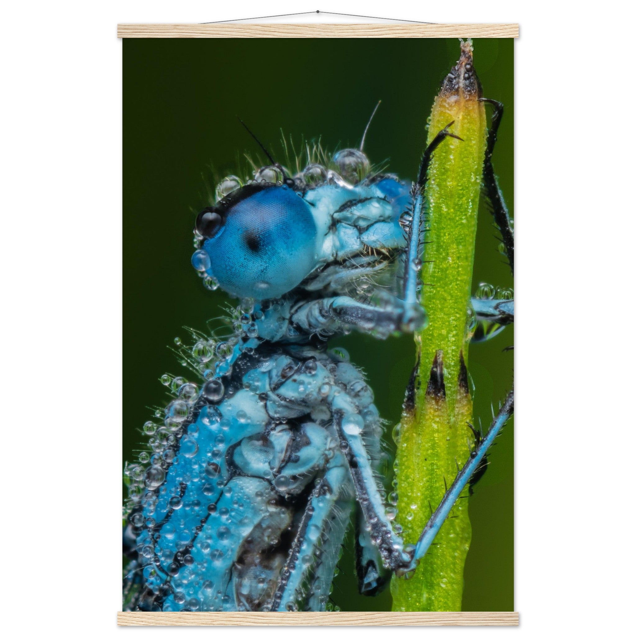 Hufeisen Azurjunger im Taukleid - Printree.ch Auge, Blume, Farbe, farbig, Fauna, Fliege, Frühling, grün, im Freien, Insekt, Käfer, Makro, Nahaufnahme, Natur, natürlich, Pflanze, schön, Sommer, Tierwelt, Tilmann Schnyder, Umwelt, wild